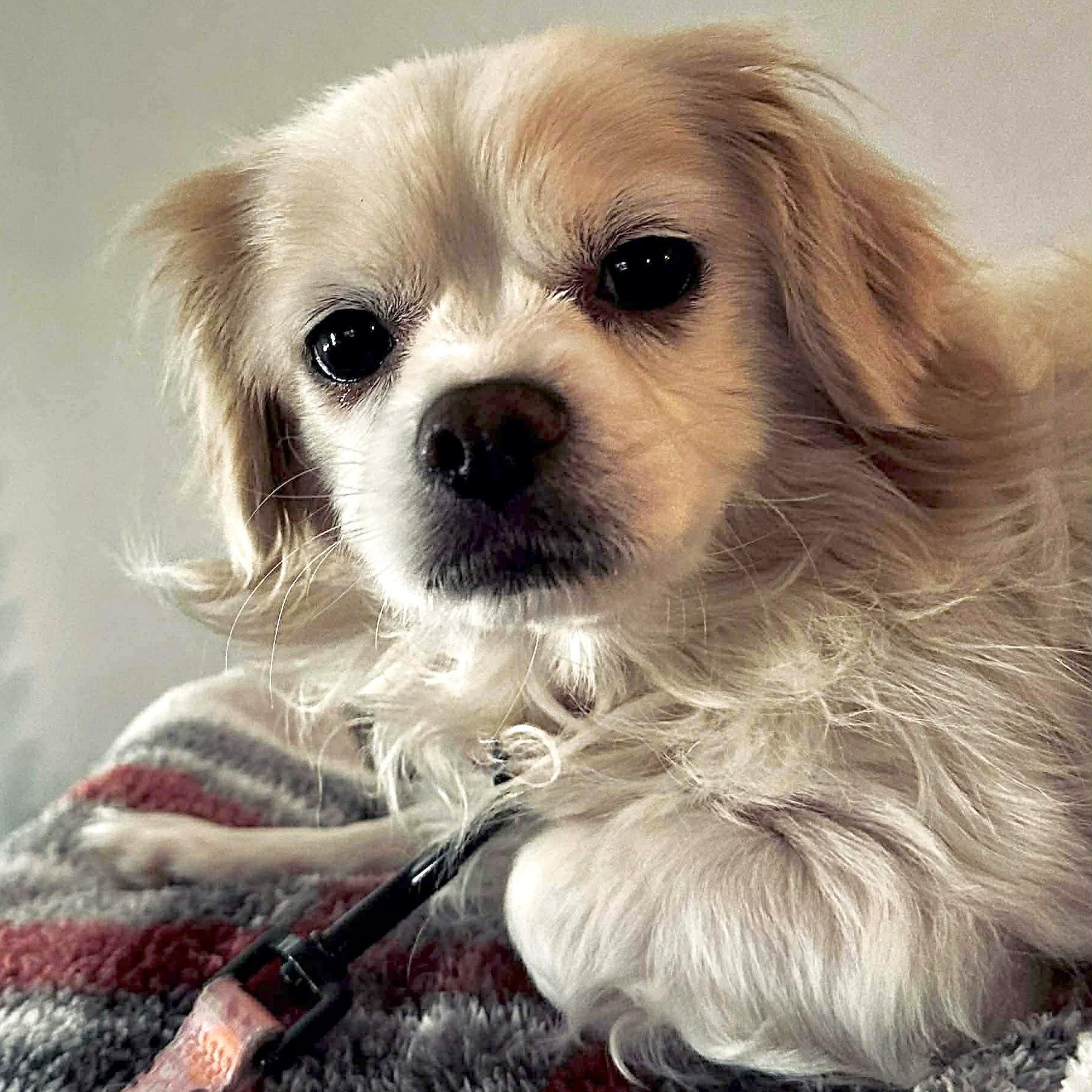 Enlarge Lola, a ADOPTABLE mixed breed in Saint Helens, OR image 3/5