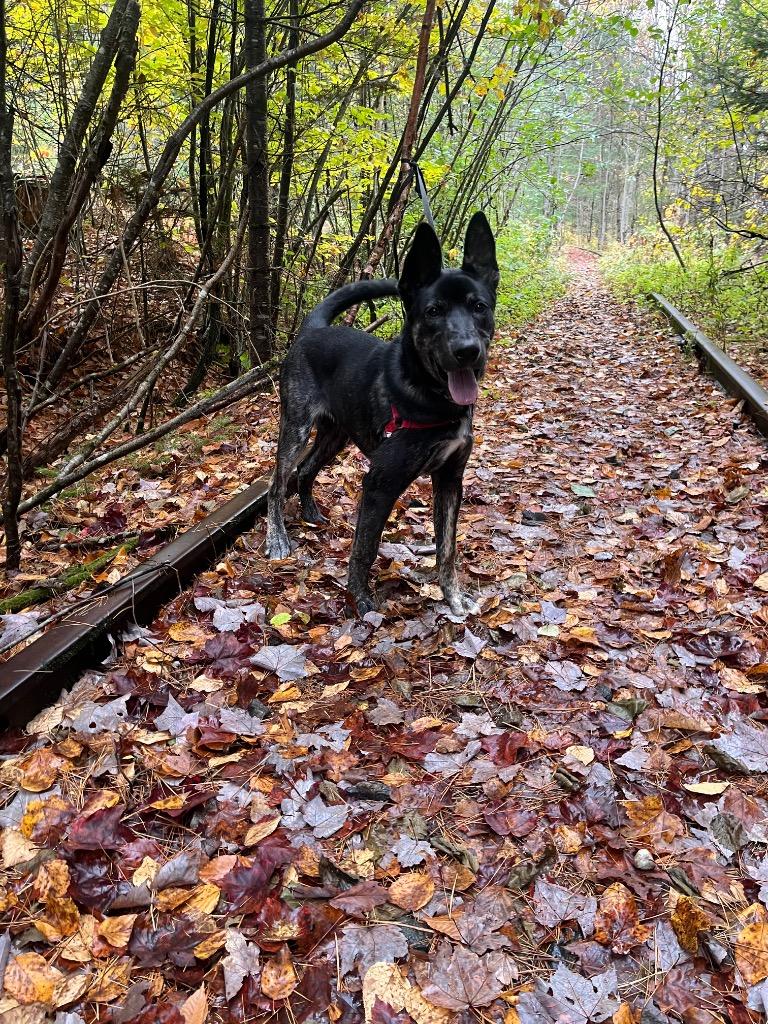 Enlarge Max, a Adoptable mixed breed in Lunenburg, VT image 1/2