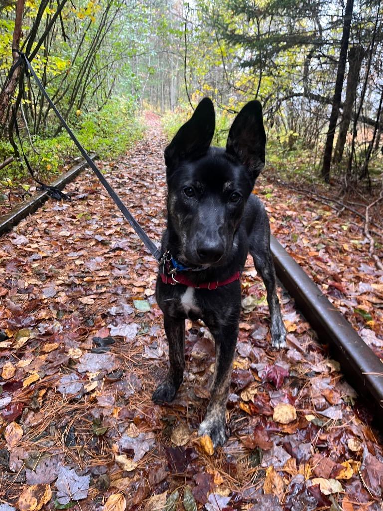 Enlarge Max, a Adoptable mixed breed in Lunenburg, VT image 2/2