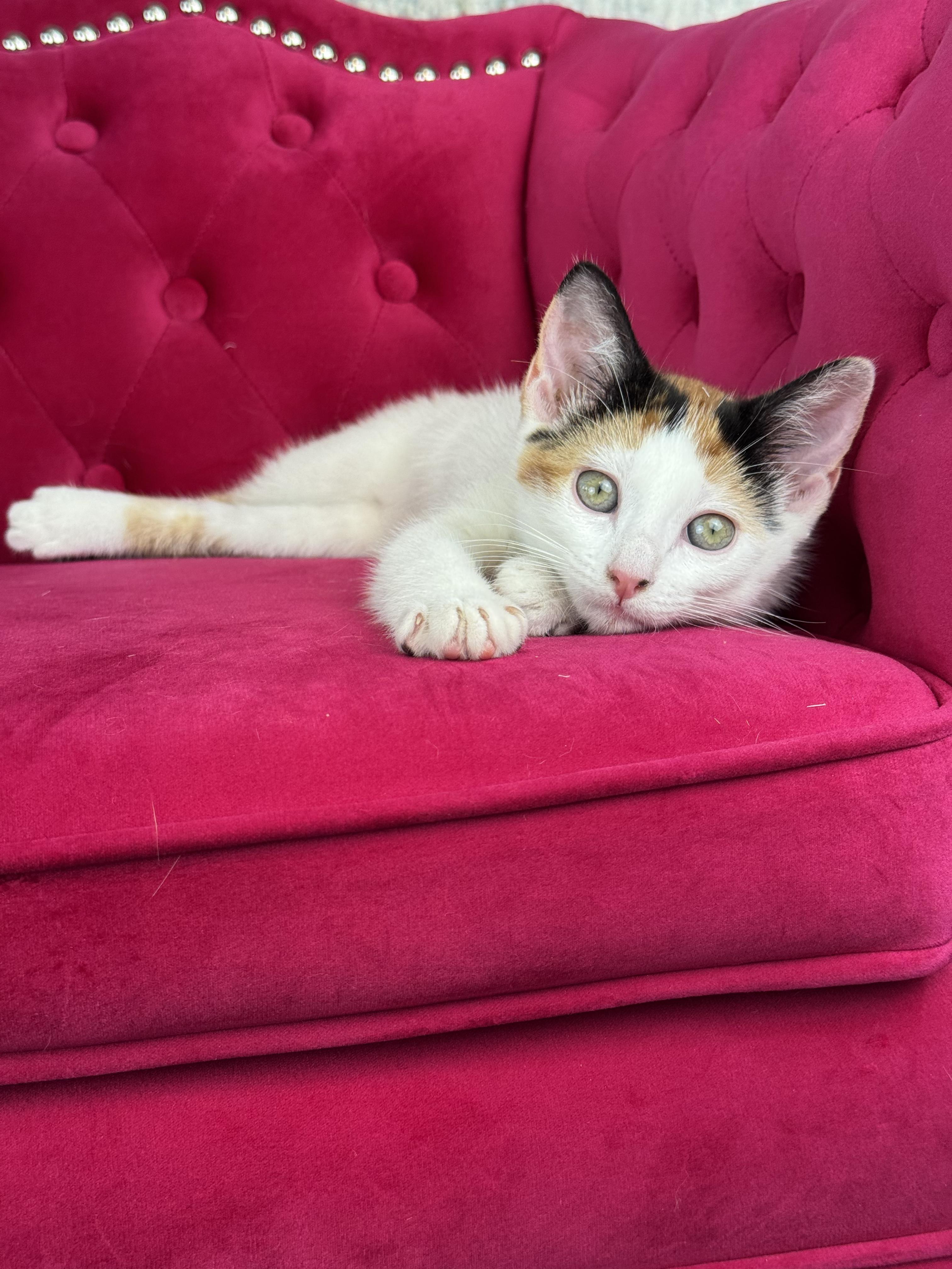 Ginger, a Adoptable Calico in Houston, TX image 2/6