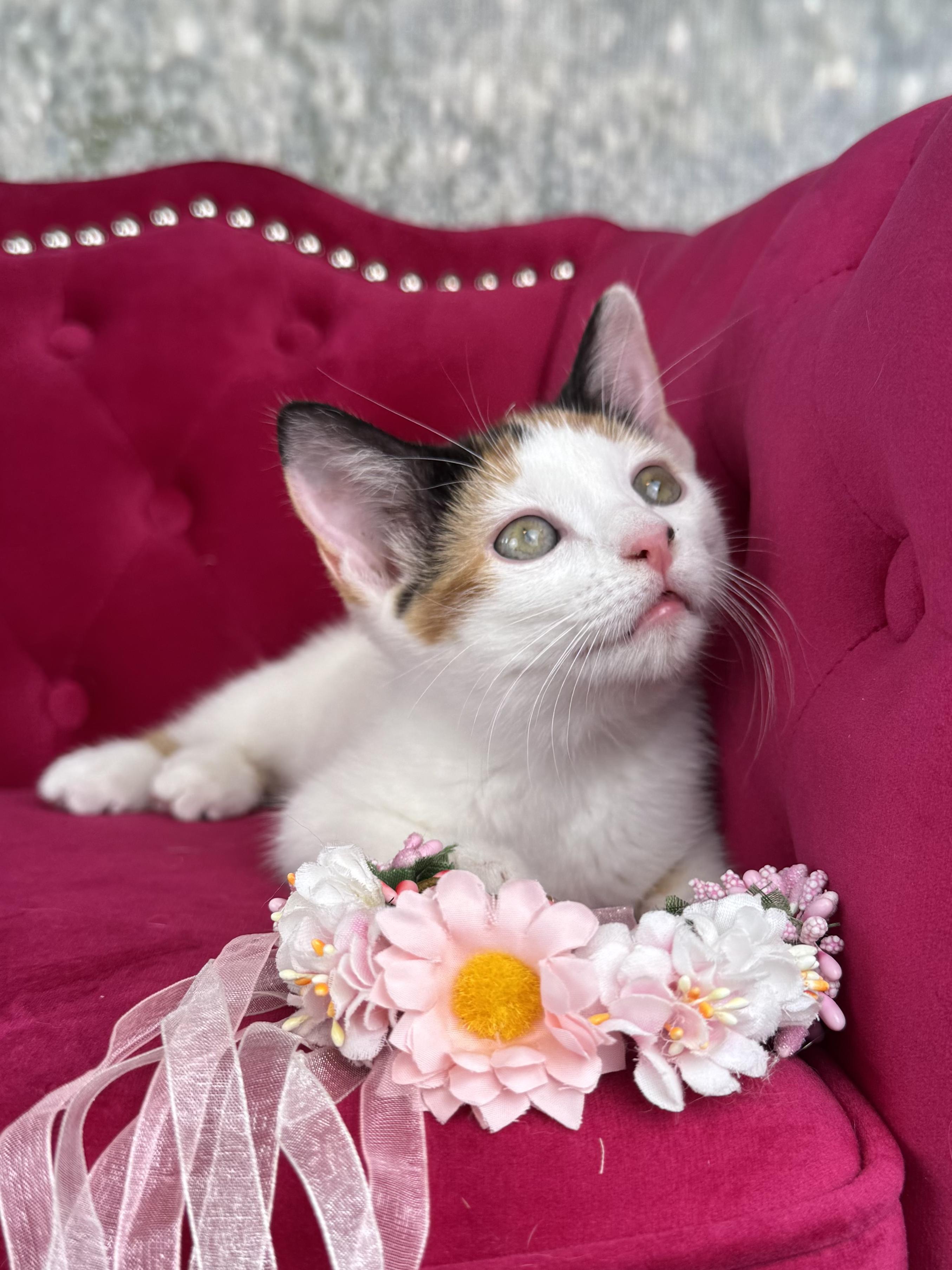 Ginger, a Adoptable Calico in Houston, TX image 1/6