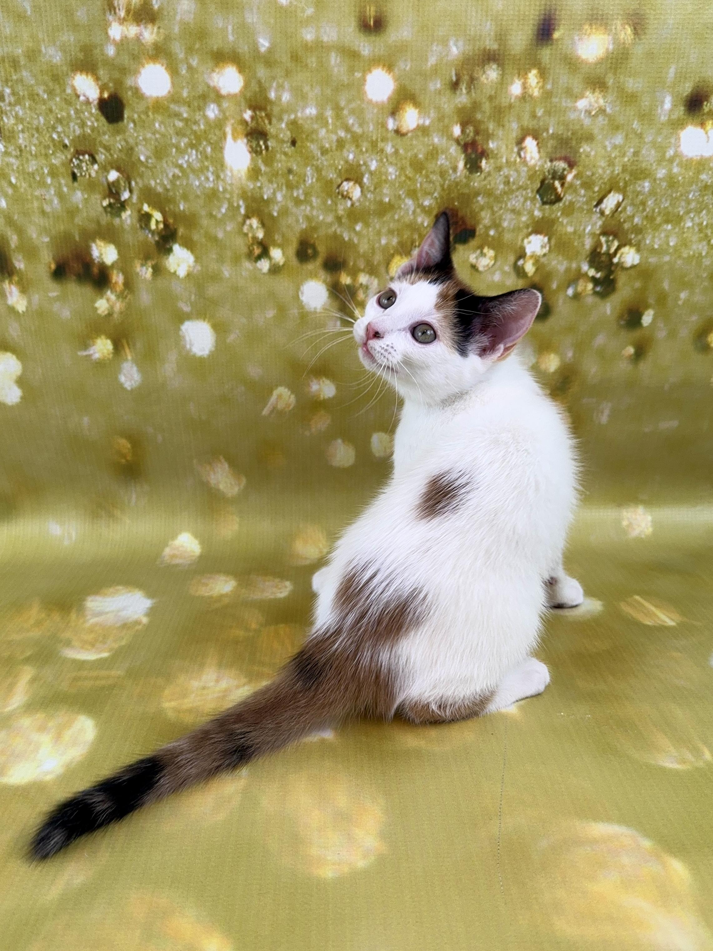 Ginger, a Adoptable Calico in Houston, TX image 4/6