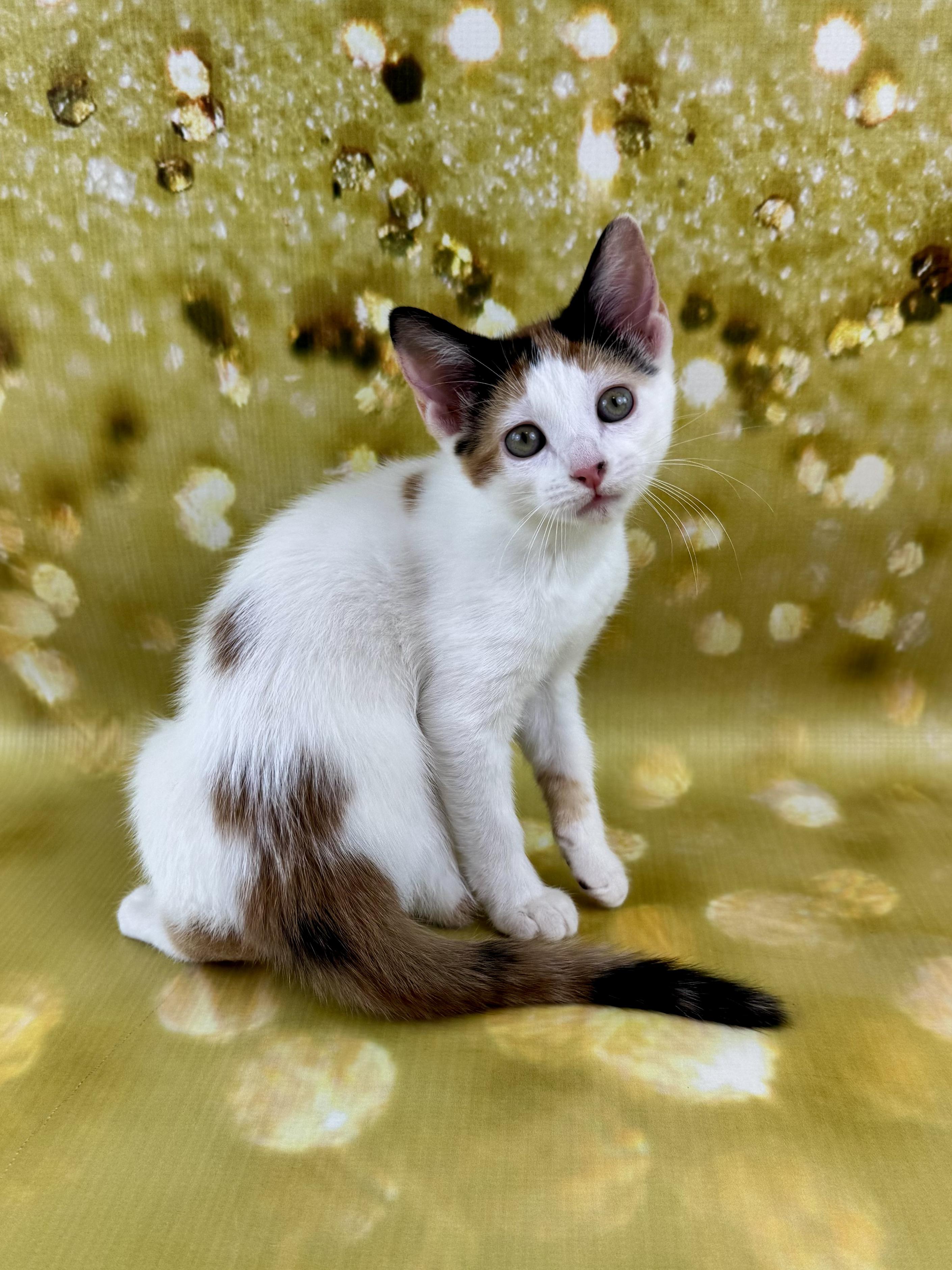 Ginger, a Adoptable Calico in Houston, TX image 3/6