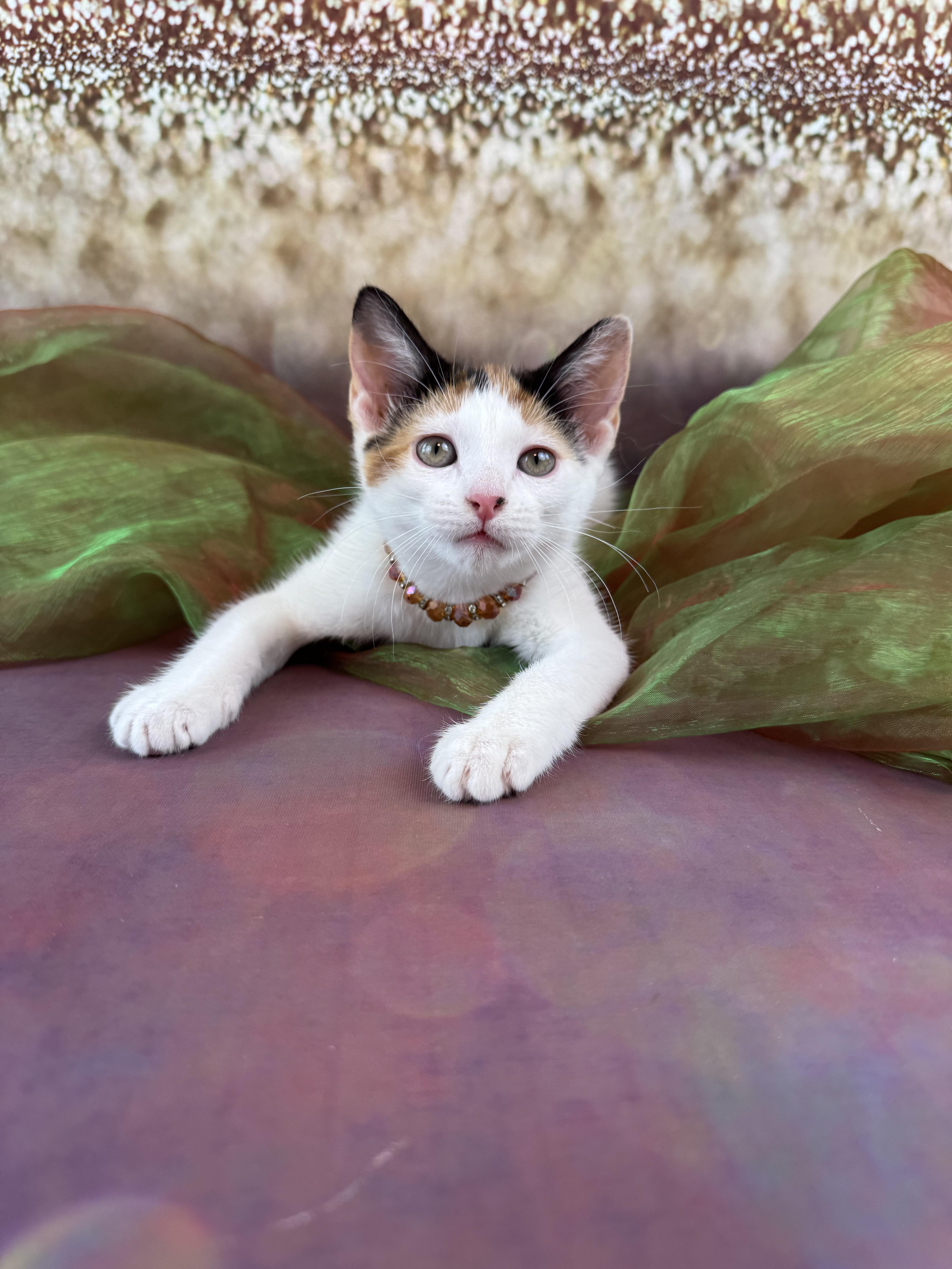 Ginger, a Adoptable Calico in Houston, TX image 5/6