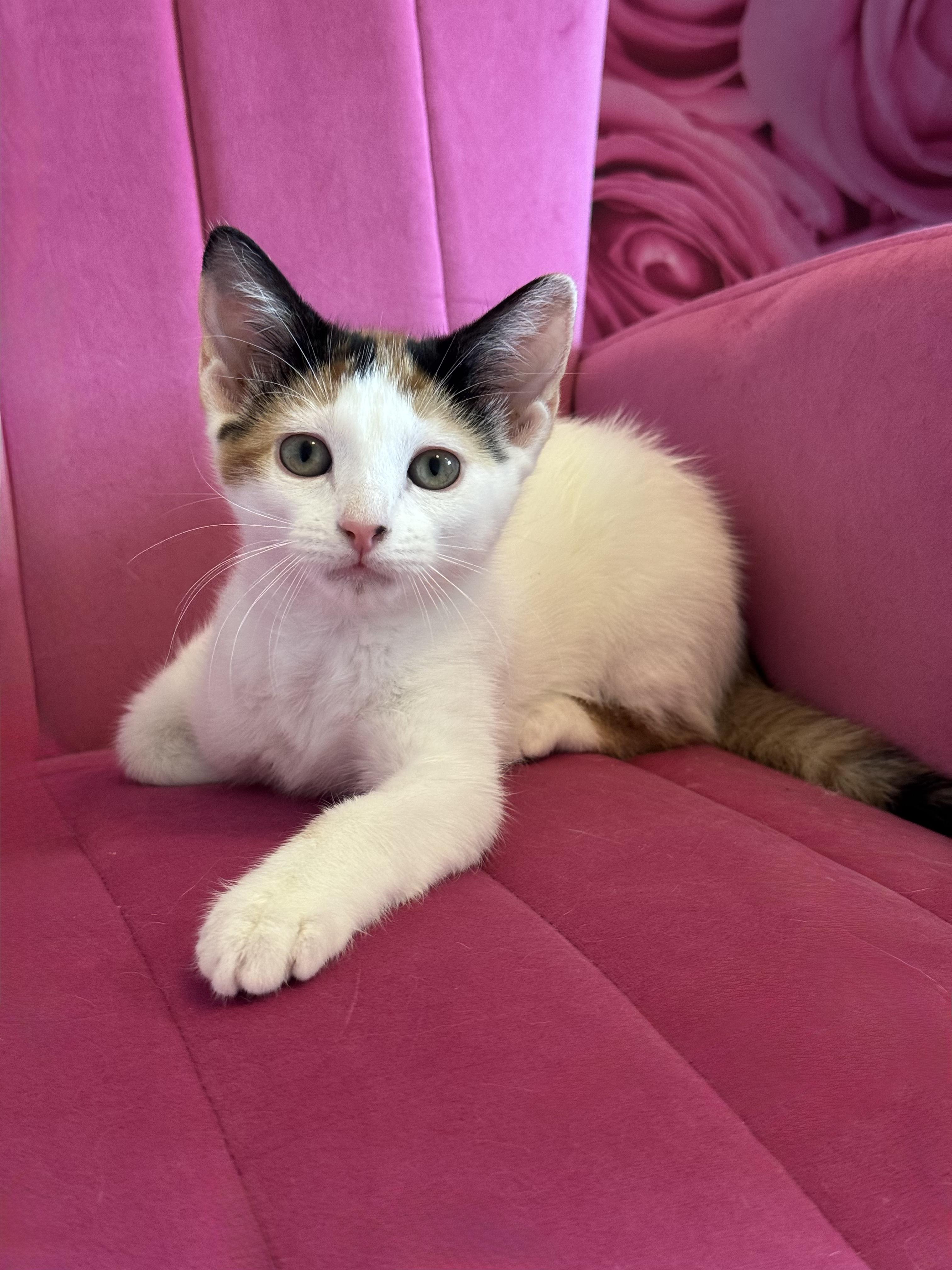 Ginger, a Adoptable Calico in Houston, TX image 6/6