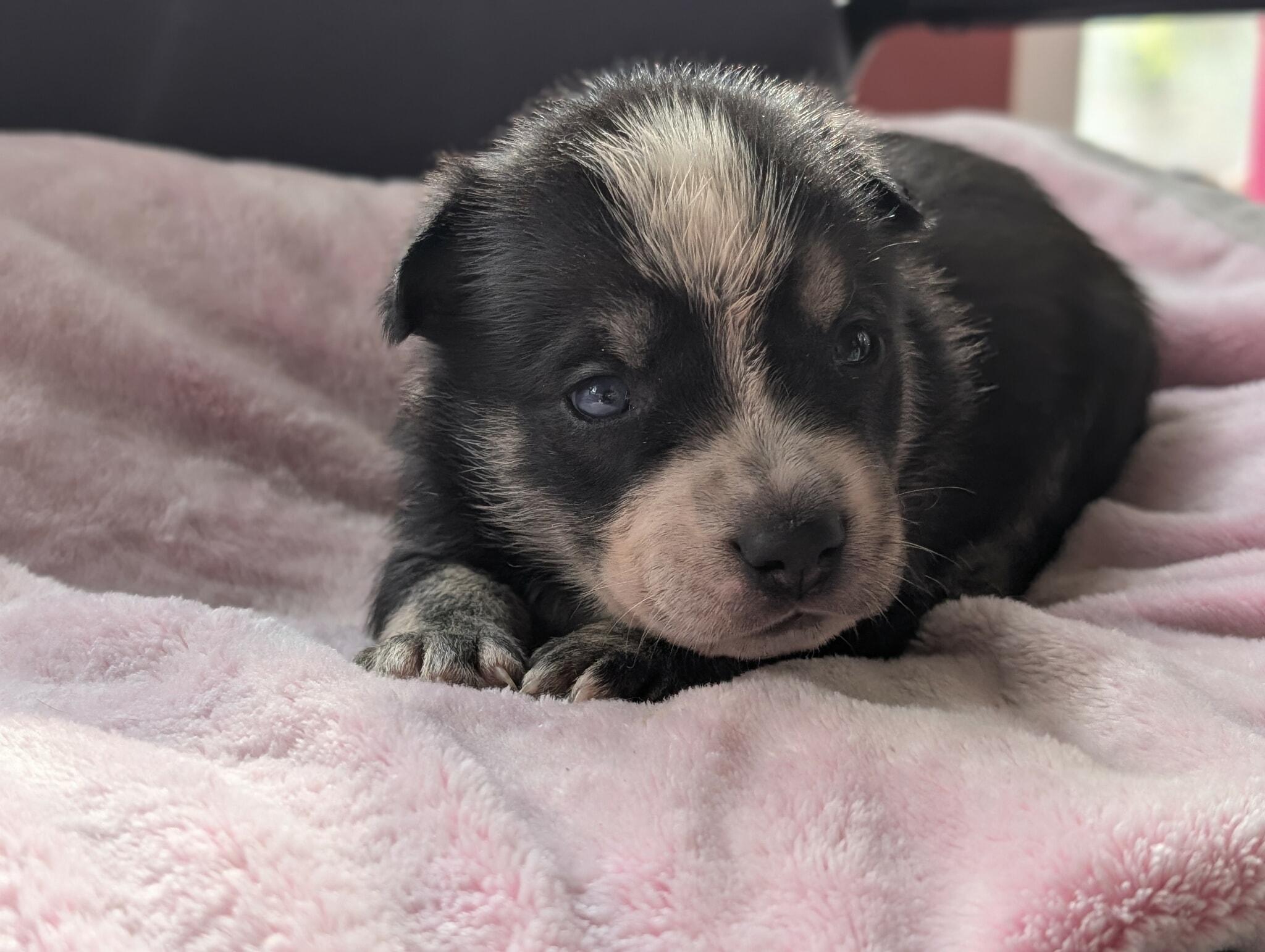 Enlarge Salem, a Adoptable mixed breed in Boise, ID image 5/6
