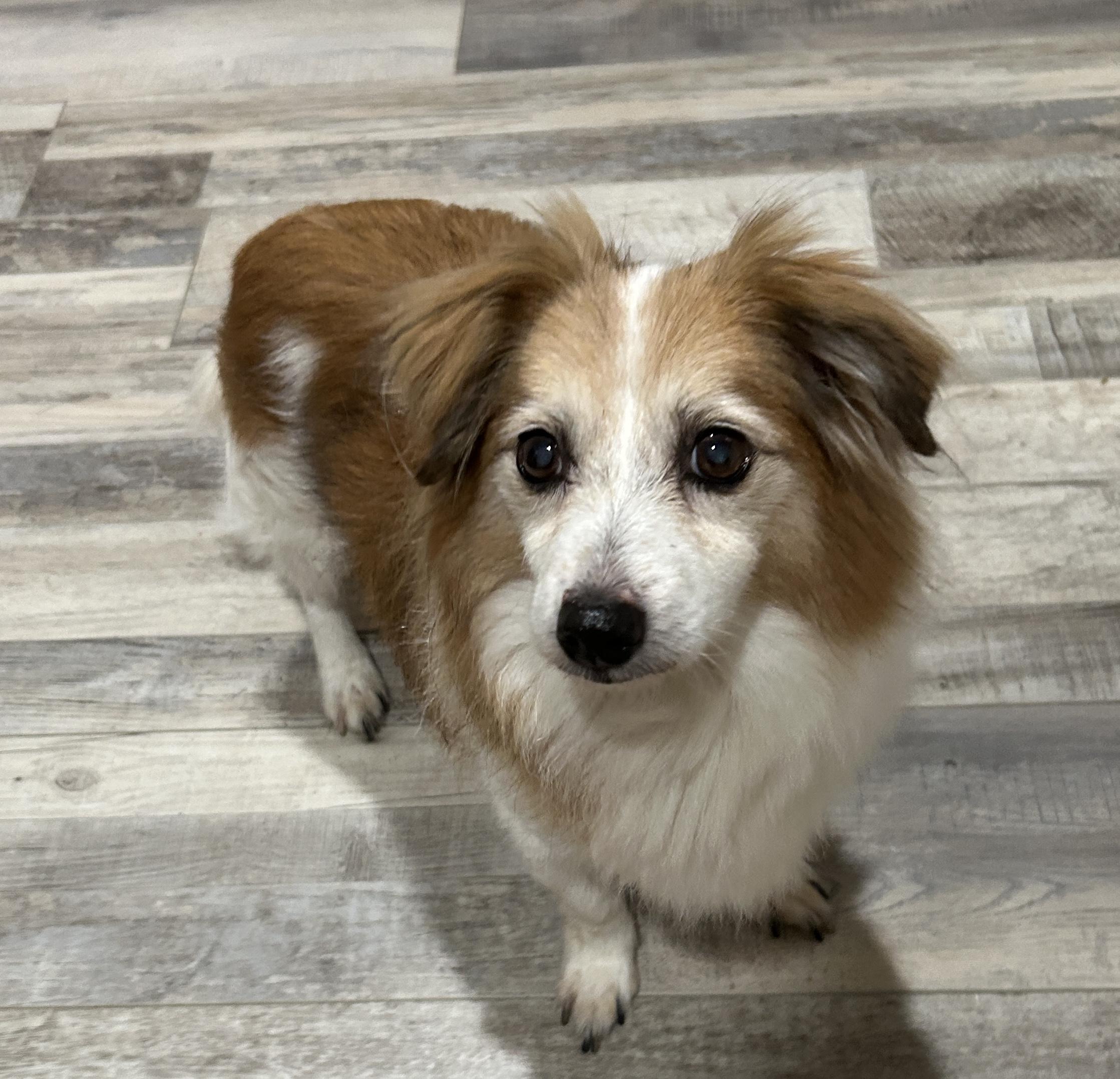 Enlarge Freddi, an adopted mixed breed in Sarasota, FL image 3/3