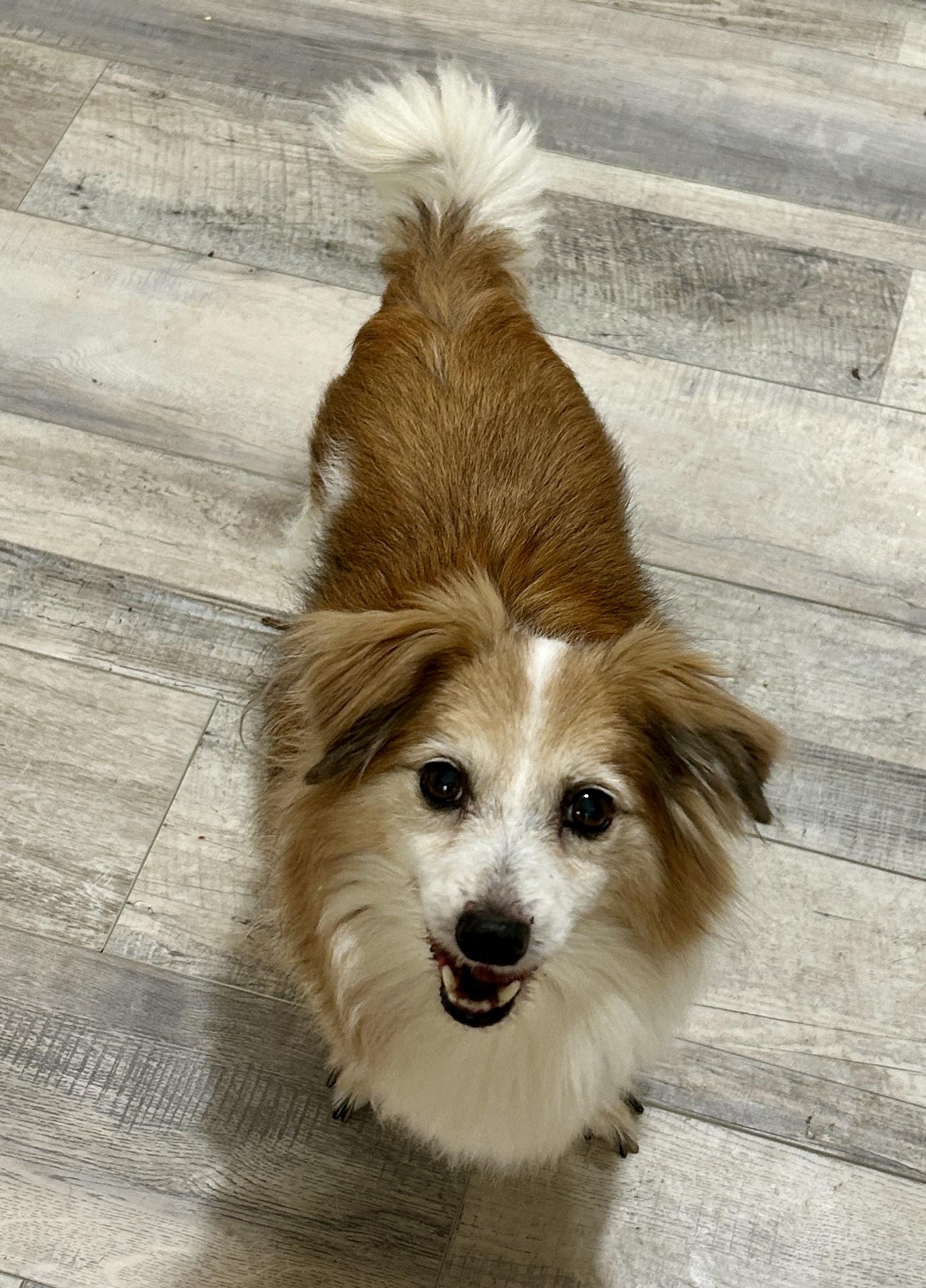 Enlarge Freddi, an adopted mixed breed in Sarasota, FL image 2/3