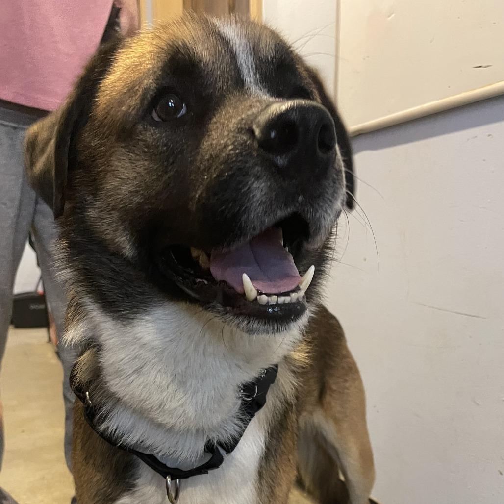 Barnaby, Adoptable, Adult Male Saint Bernard & Boxer.