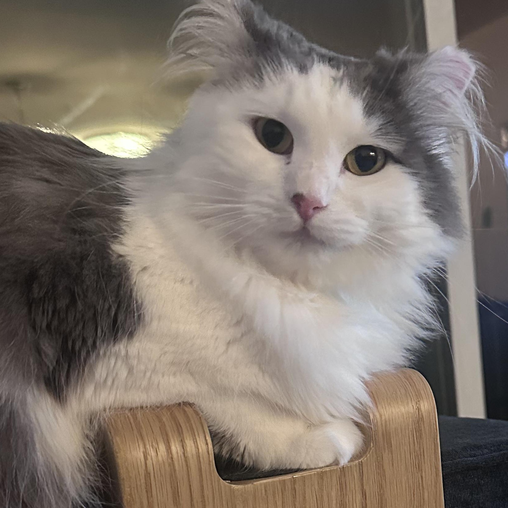 Jewell Beautiful Shyer lady!, Adoptable, Young Female Domestic Long Hair.