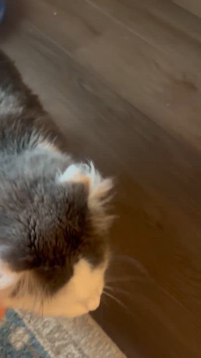 Enlarge Jewell Beautiful Shyer lady!, a Adoptable mixed breed in Seattle, WA video 2/5
