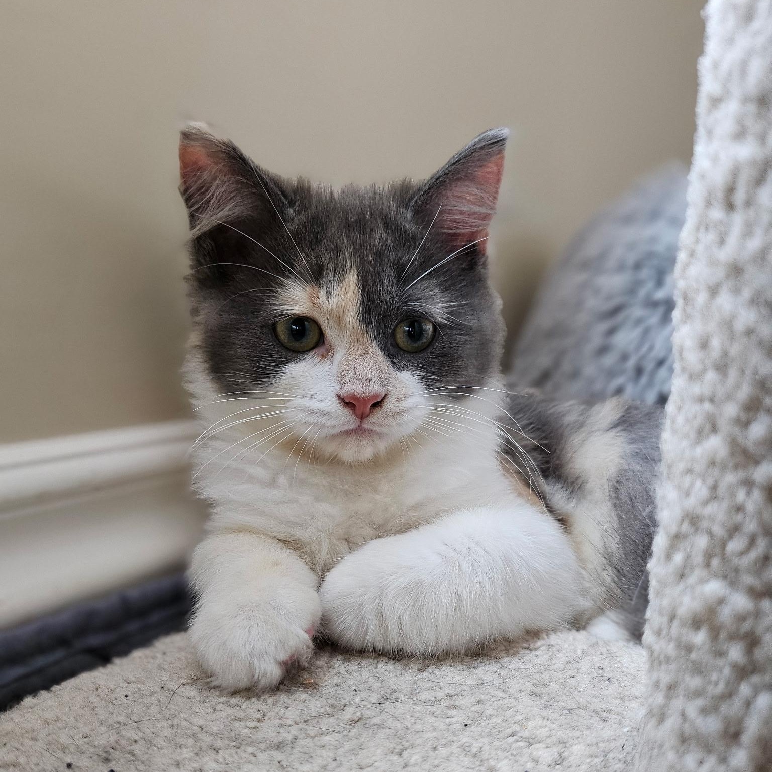 Petunia, adopted, Kitten Female Calico.