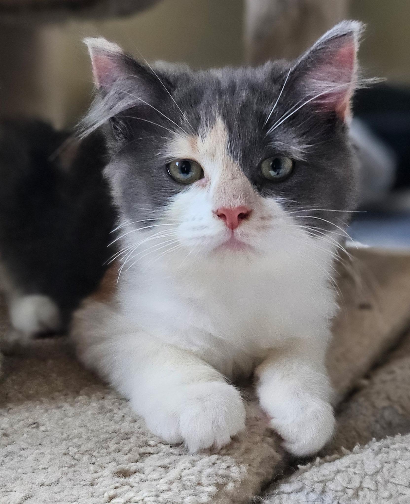 Enlarge Petunia, an adopted Calico in Grand Rapids, MI image 2/5