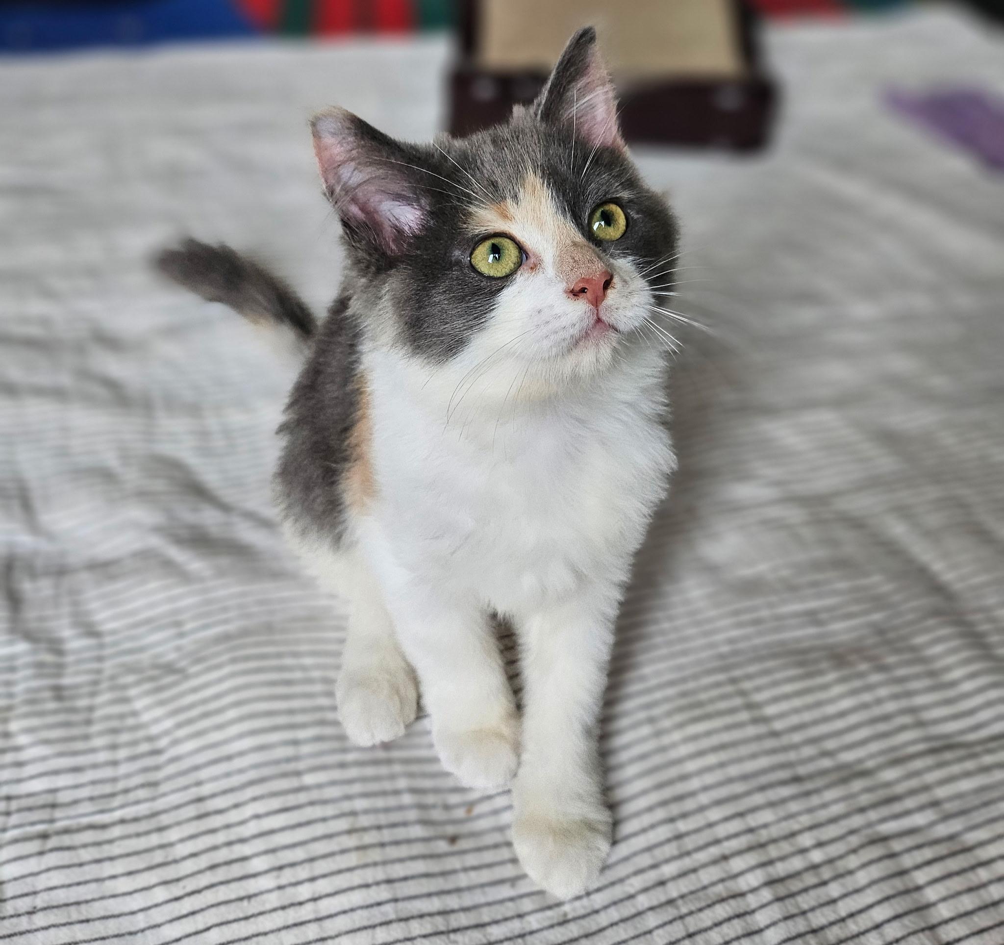 Enlarge Petunia, an adopted Calico in Grand Rapids, MI image 3/5