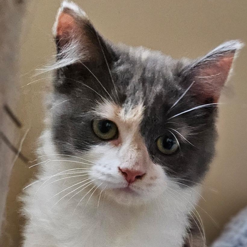 Enlarge Petunia, an adopted Calico in Grand Rapids, MI image 4/5