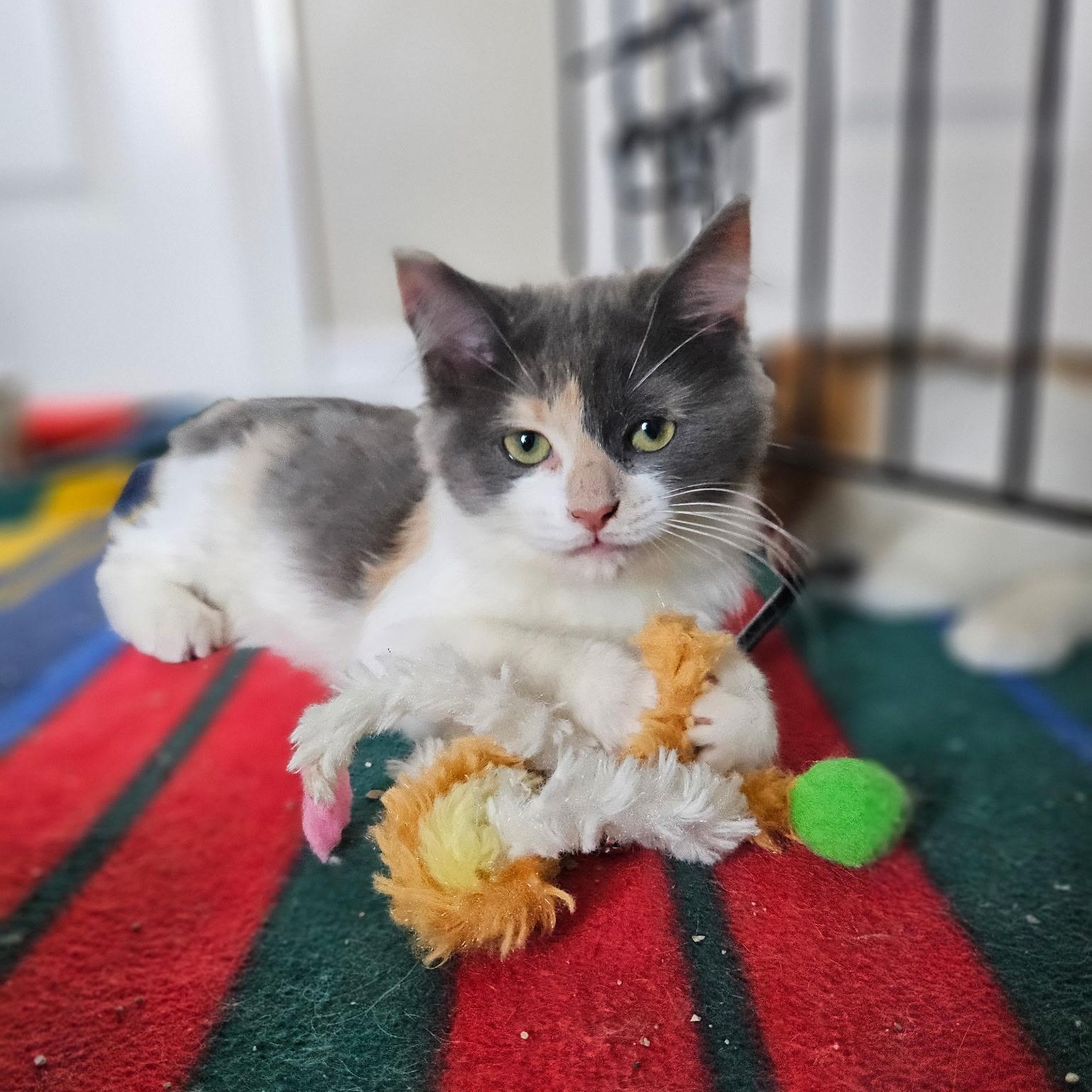 Enlarge Petunia, an adopted Calico in Grand Rapids, MI image 5/5