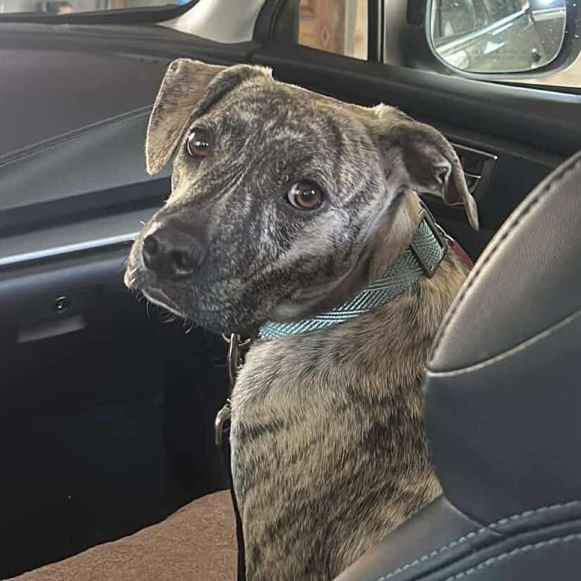Logan (20250224-09), an adoptable Labrador Retriever in Toronto, ON, M5H 2N2 | Photo Image 1