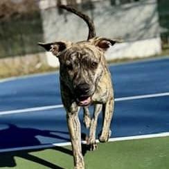 Logan (20250224-09), an adoptable Labrador Retriever in Toronto, ON, M5H 2N2 | Photo Image 5