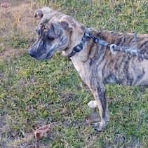 Logan (20250224-09), an adoptable Labrador Retriever in Toronto, ON, M5H 2N2 | Photo Image 2