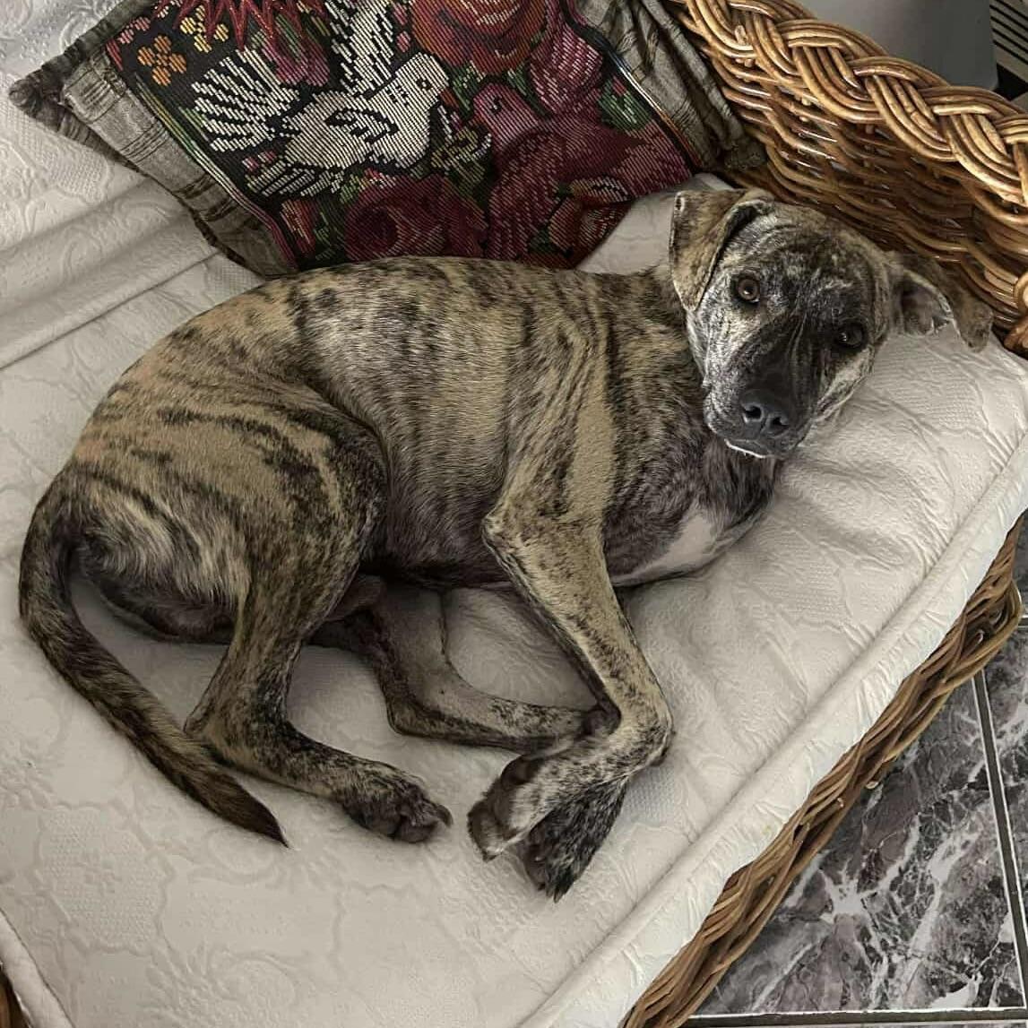 Logan (20250224-09), an adoptable Labrador Retriever in Toronto, ON, M5H 2N2 | Photo Image 4