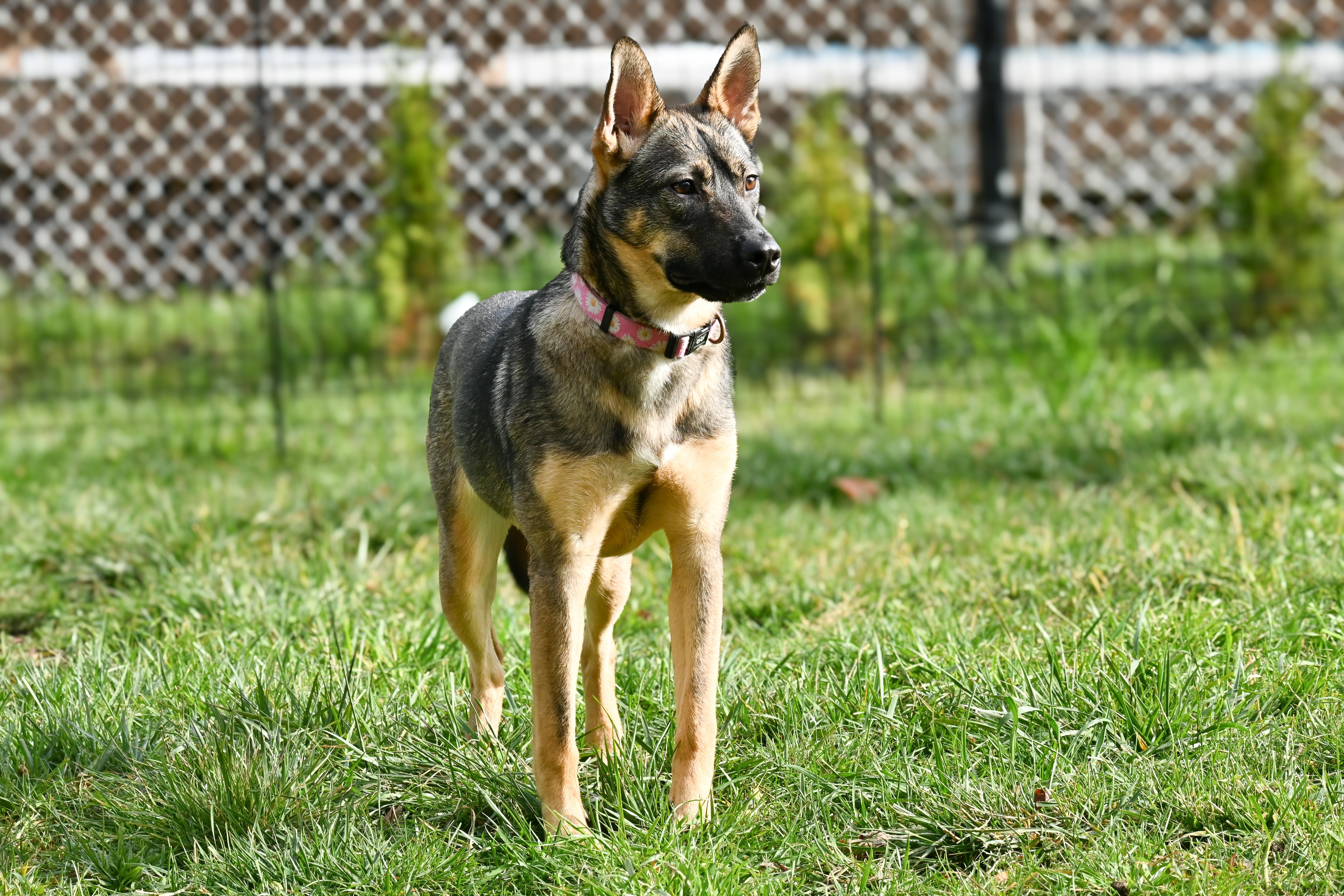 Enlarge Luna, a Adoptable mixed breed in Palos Heights, IL image 1/3
