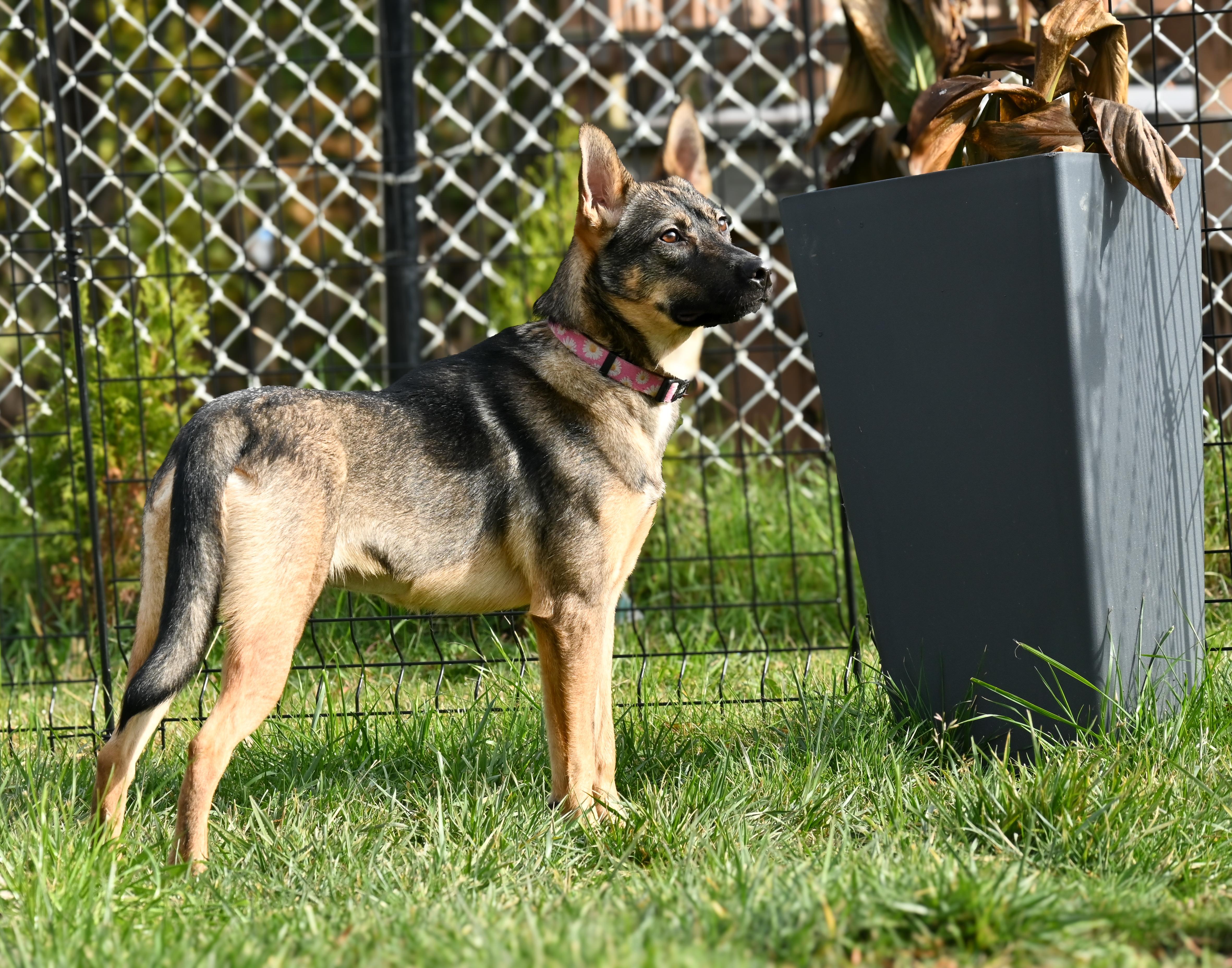 Enlarge Luna, a Adoptable mixed breed in Palos Heights, IL image 3/3