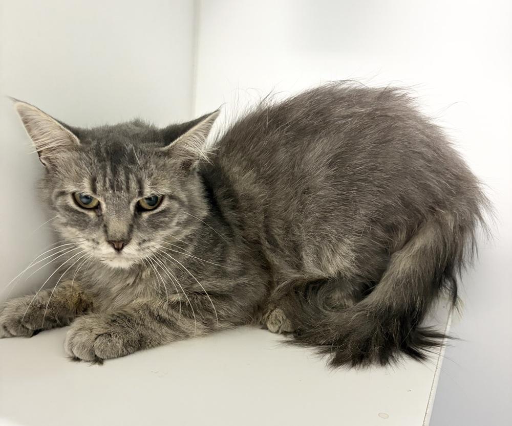 Sable ~ Available at PetSmart in Warsaw, IN!, Adoptable, Adult Female Domestic Medium Hair.