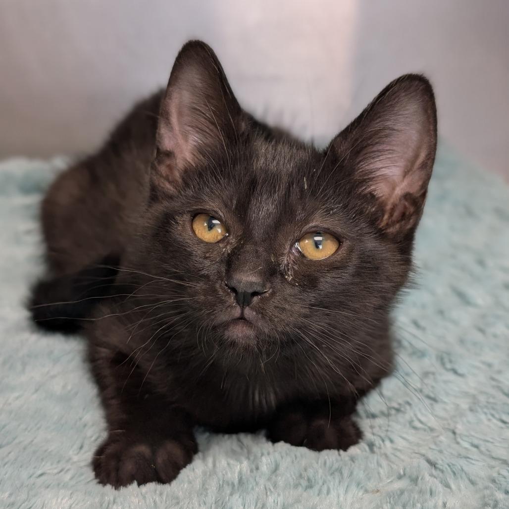 Newt, Adoptable, Kitten Female Domestic Short Hair.
