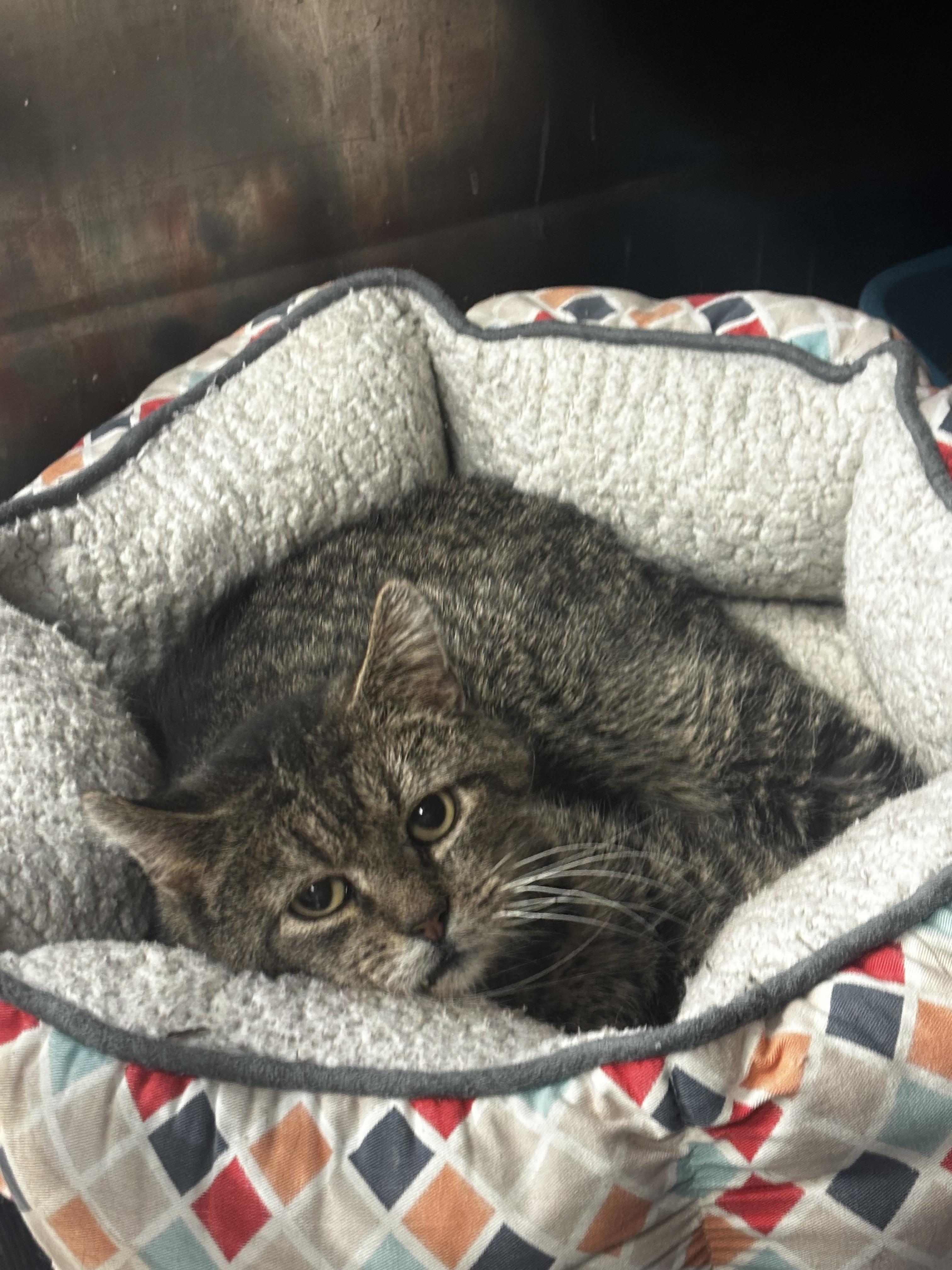 Butters, Adoptable, Adult Male Domestic Short Hair.