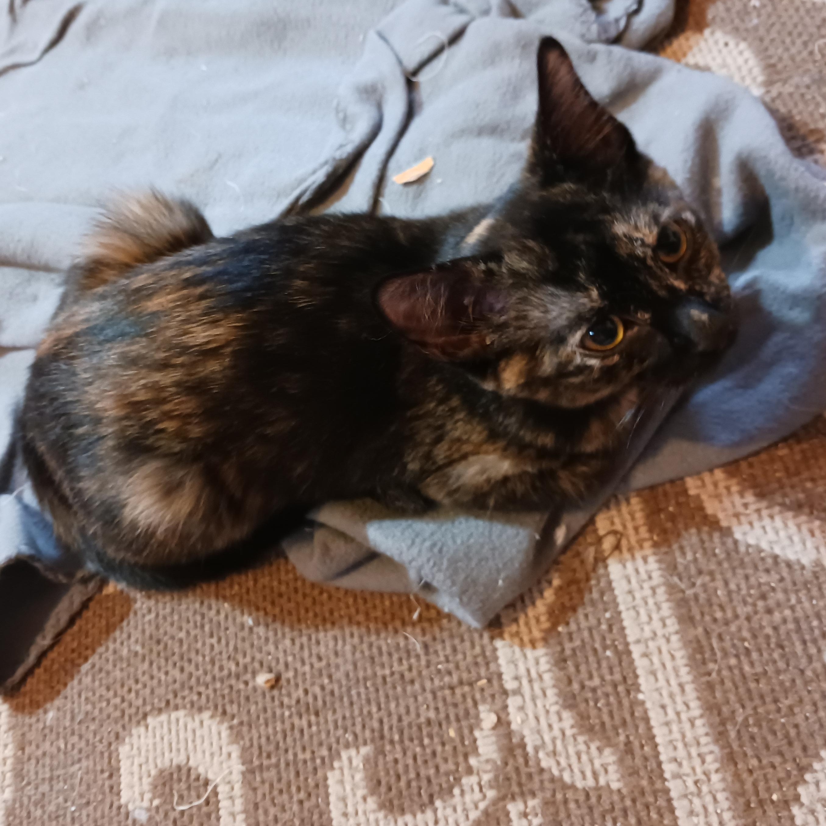 Enlarge Tootsie Roll, a ADOPTABLE Domestic Short Hair in Morgantown, WV image 6/6
