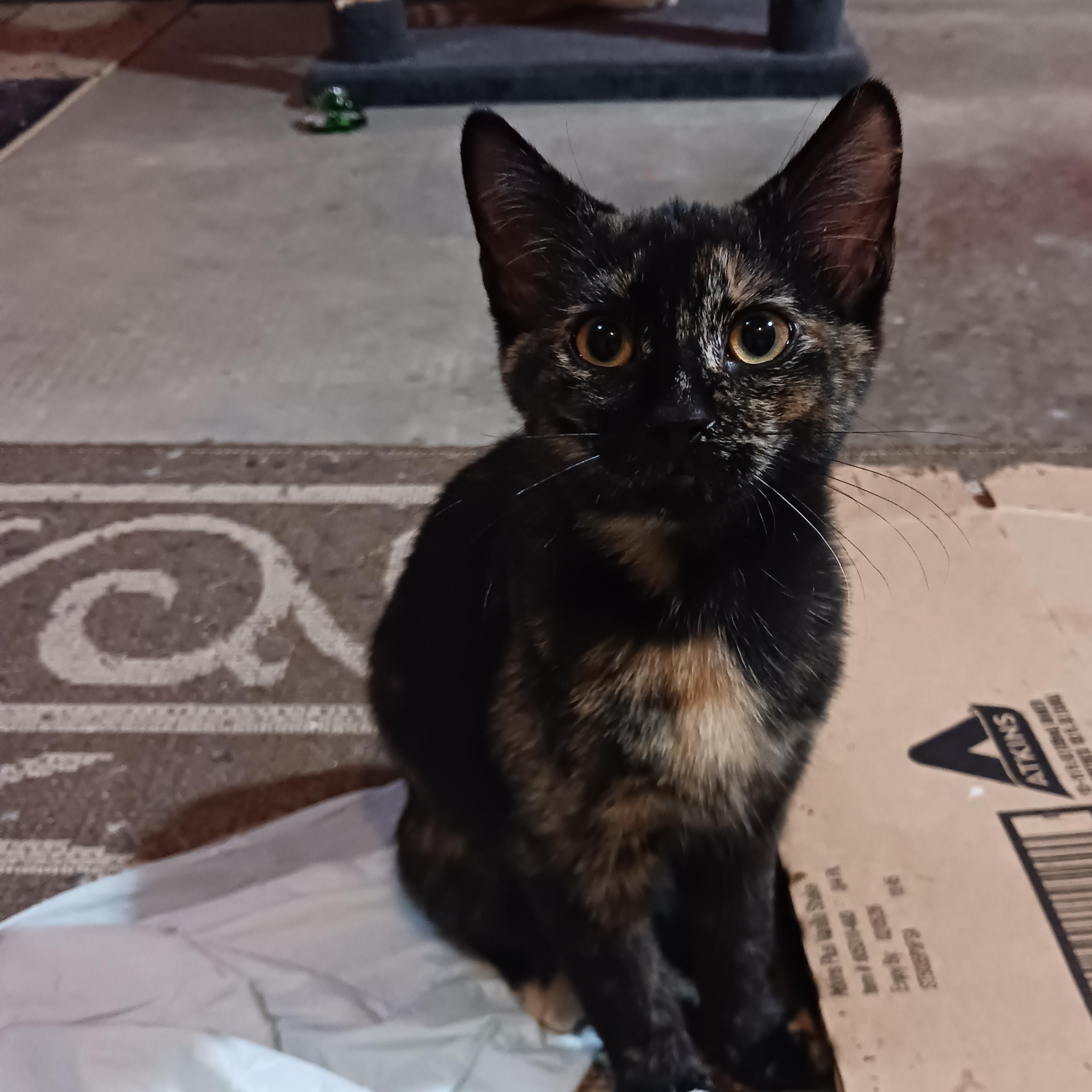 Enlarge Tootsie Roll, a ADOPTABLE Domestic Short Hair in Morgantown, WV image 4/6