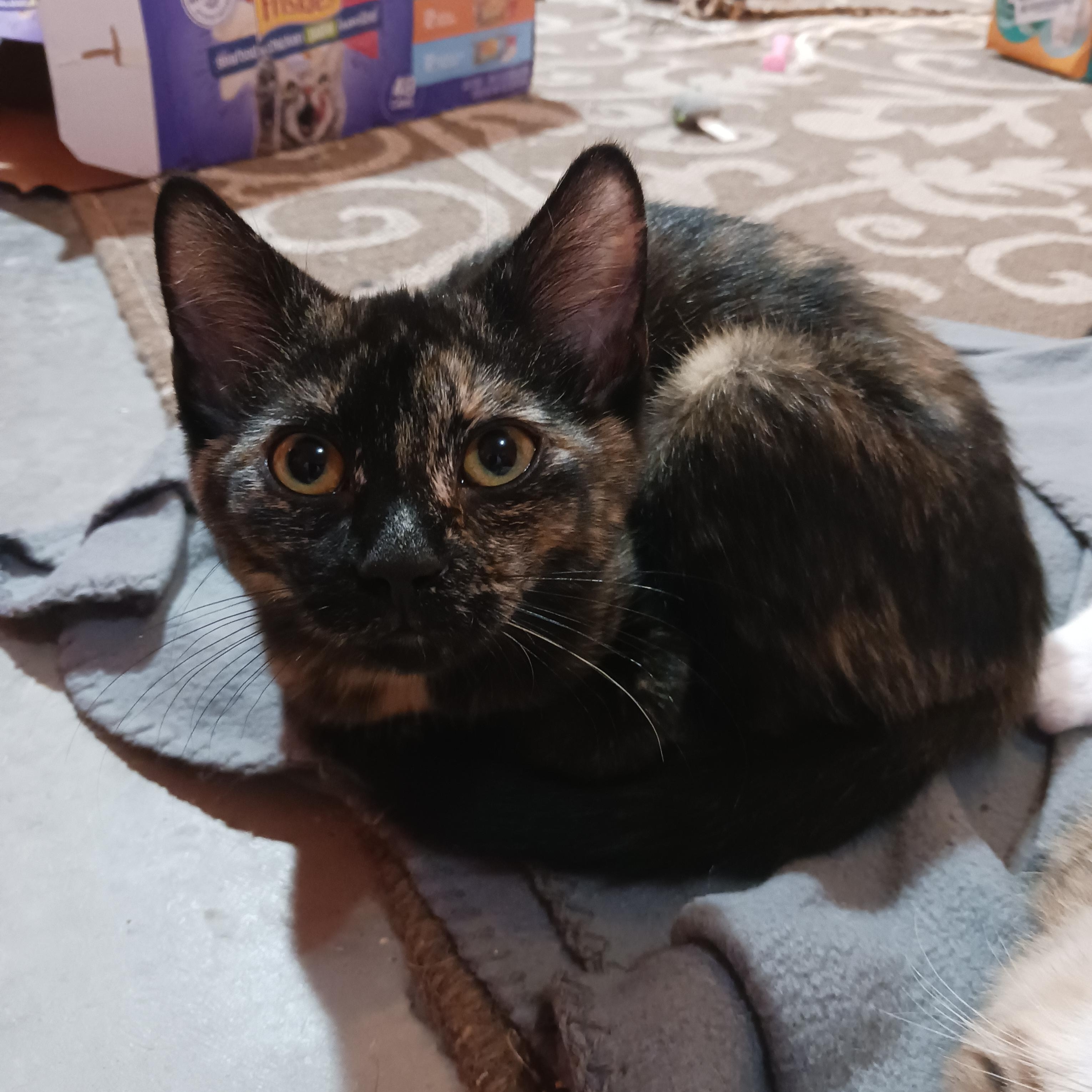 Enlarge Tootsie Roll, a ADOPTABLE Domestic Short Hair in Morgantown, WV image 2/6