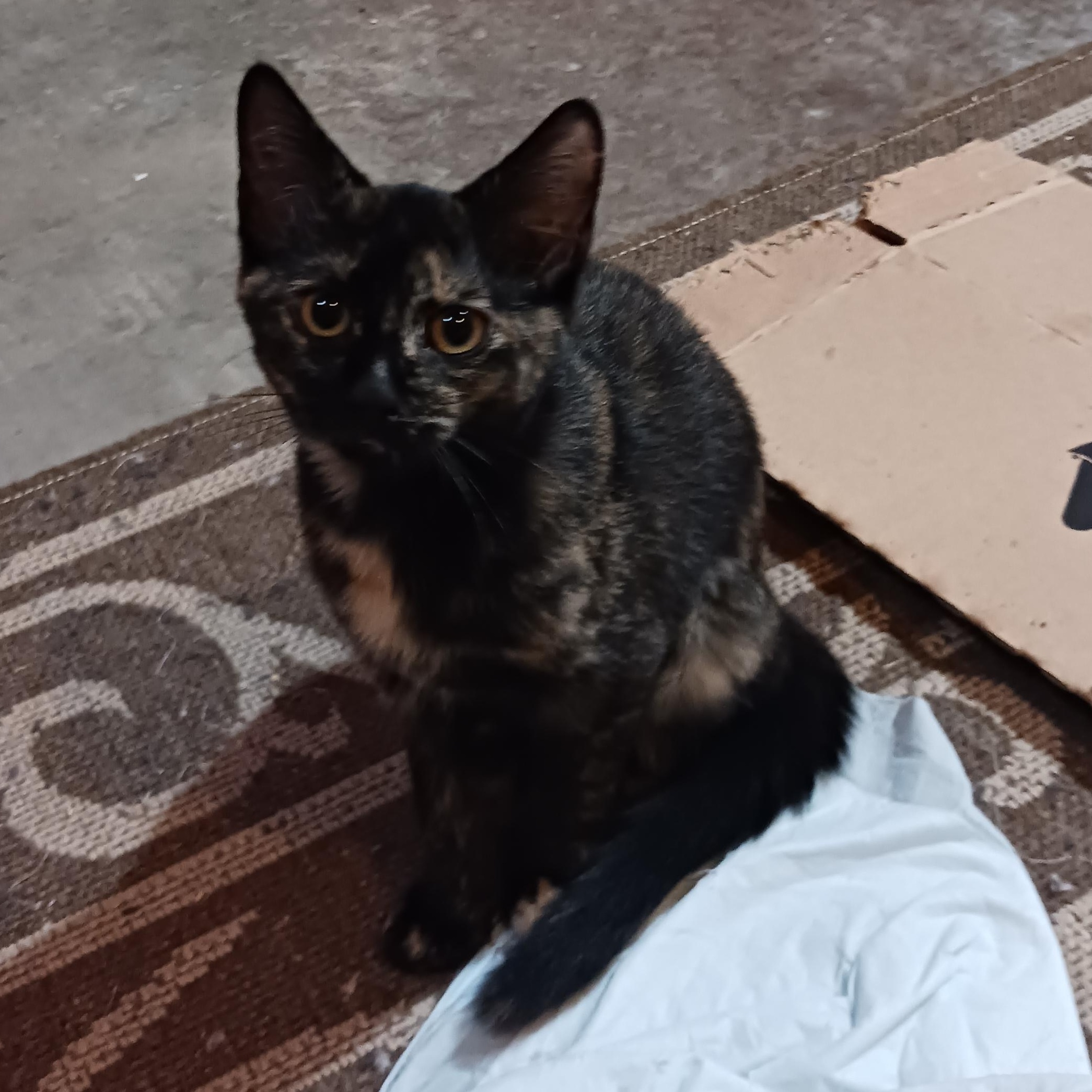 Tootsie Roll, ADOPTABLE, Kitten Female Domestic Short Hair.