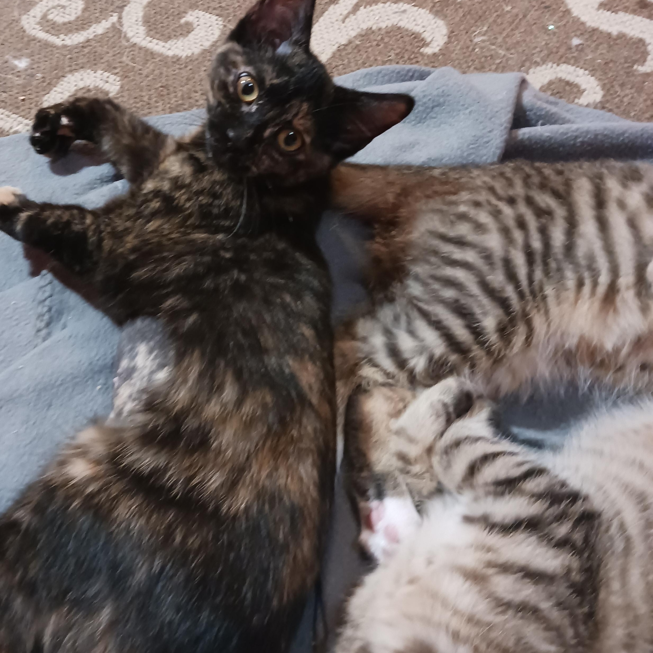 Enlarge Tootsie Roll, a ADOPTABLE Domestic Short Hair in Morgantown, WV image 3/6