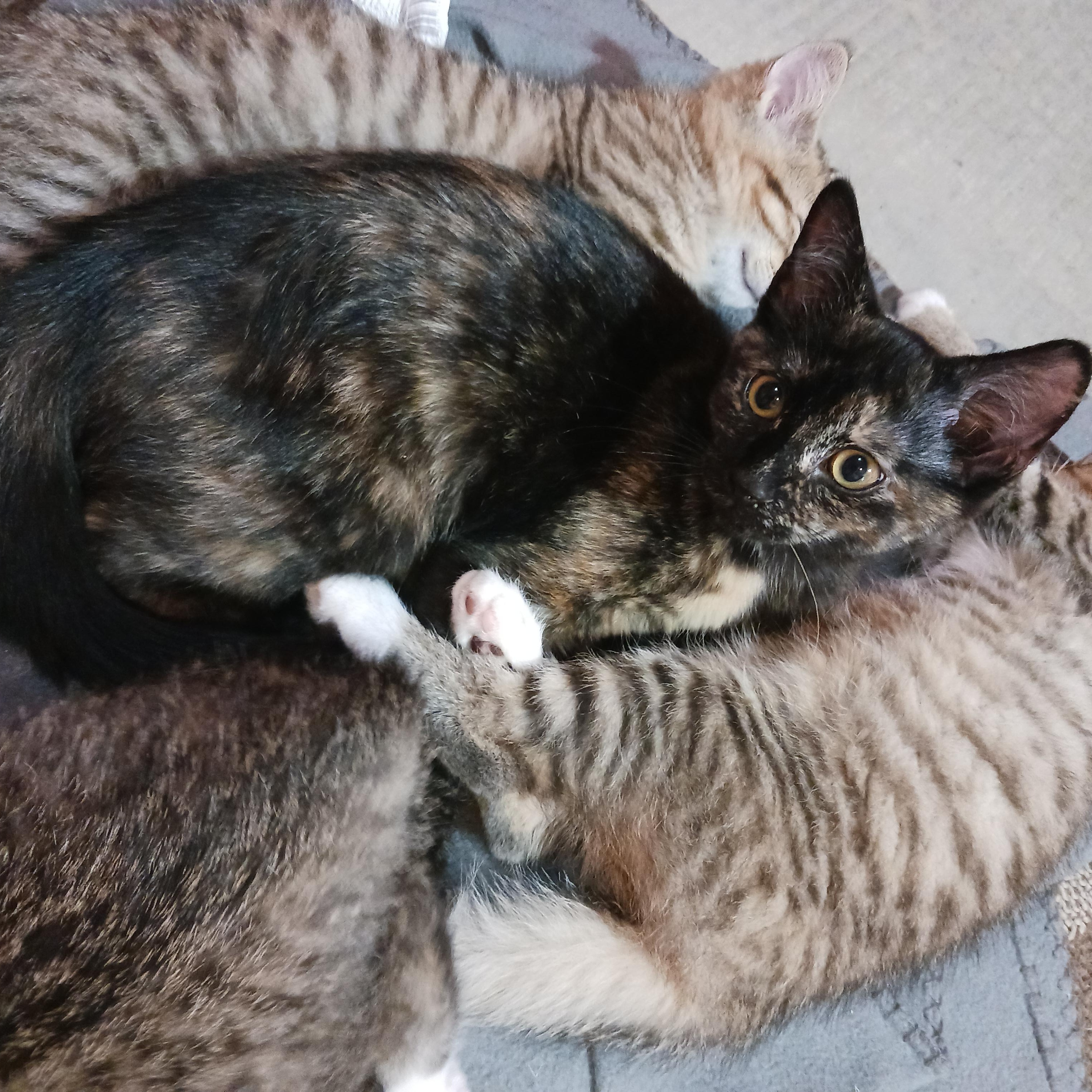 Enlarge Tootsie Roll, a ADOPTABLE Domestic Short Hair in Morgantown, WV image 5/6