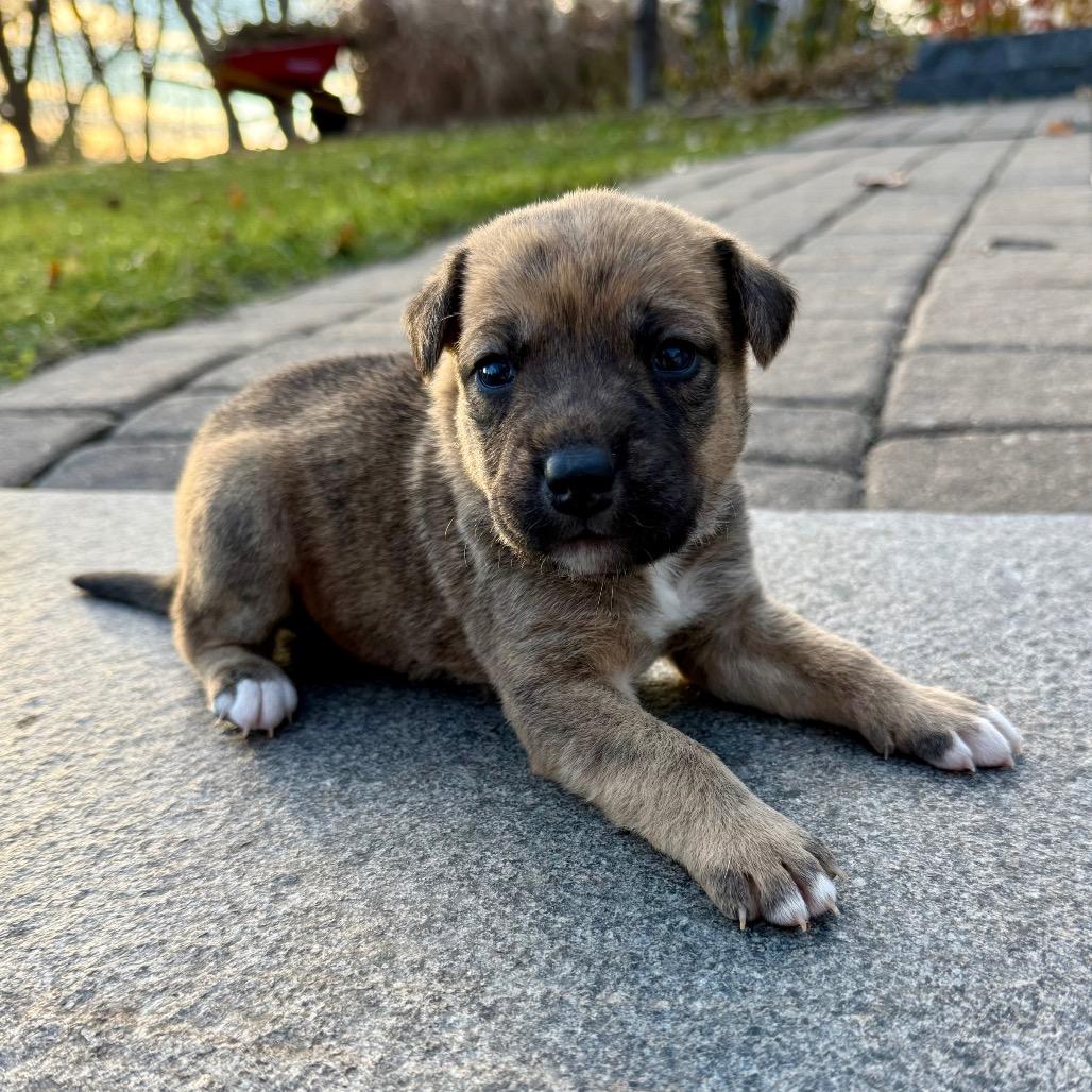 Moon Child, a Adoptable Mixed Breed in Buffalo, MN image 1/6