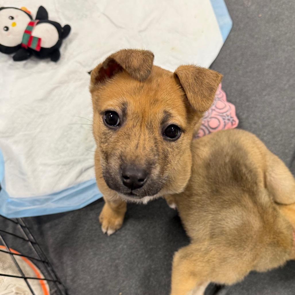 Moon Child, Adoptable, Puppy Female Mixed Breed.