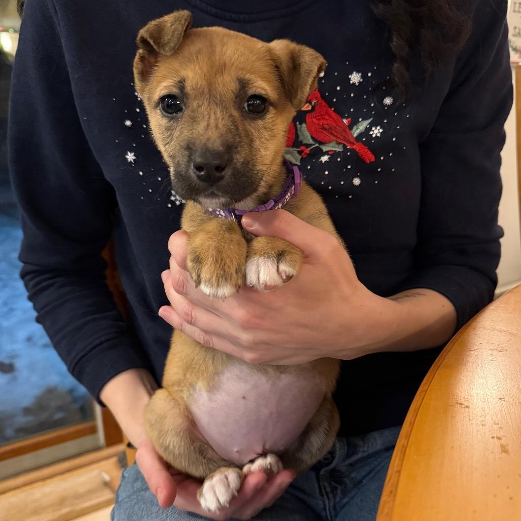 Enlarge Moon Child, a Adoptable Mixed Breed in Rosemount, MN image 1/6