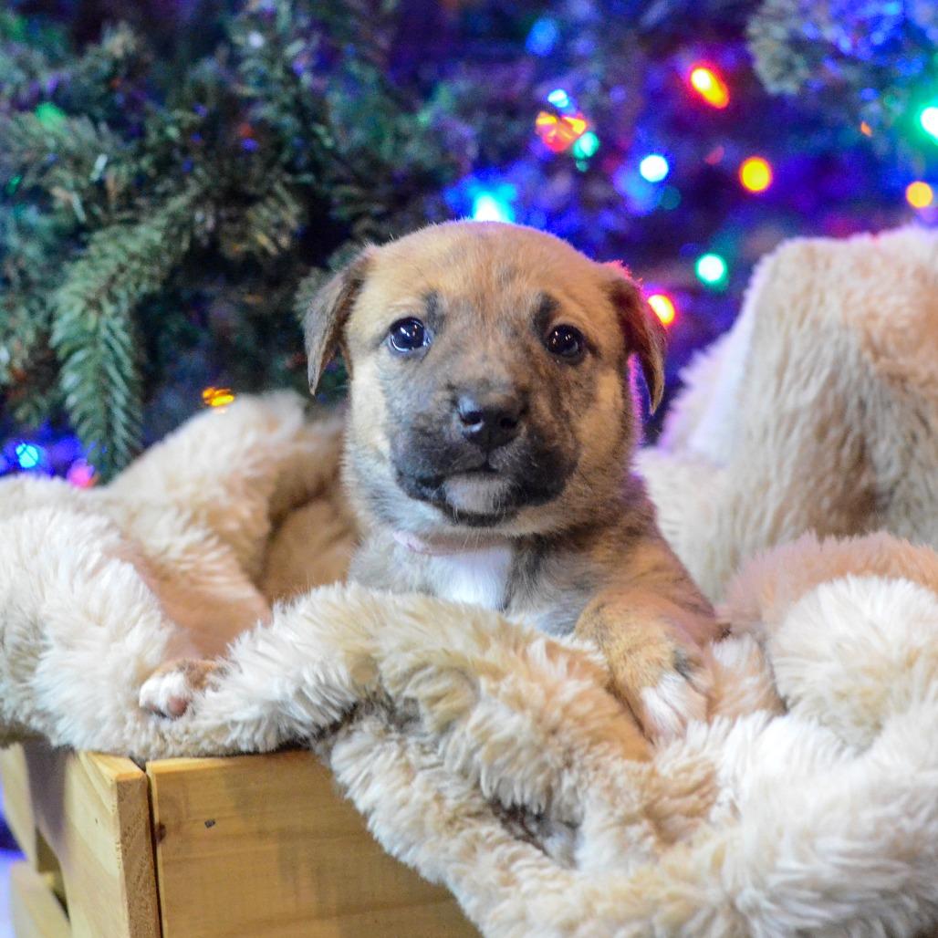 Moon Child, a Adoptable Mixed Breed in Buffalo, MN image 2/6