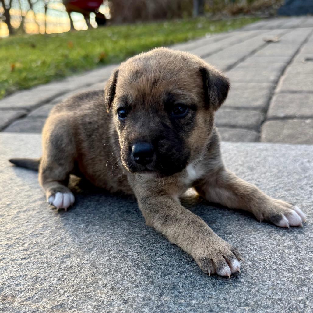 Moon Child, a Adoptable Mixed Breed in Buffalo, MN image 3/6