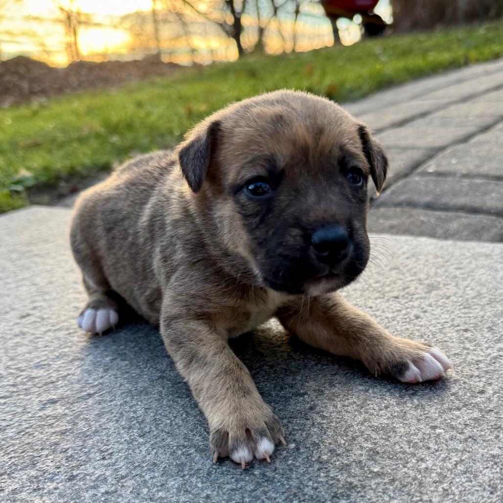 Moon Child, a Adoptable Mixed Breed in Buffalo, MN image 4/6