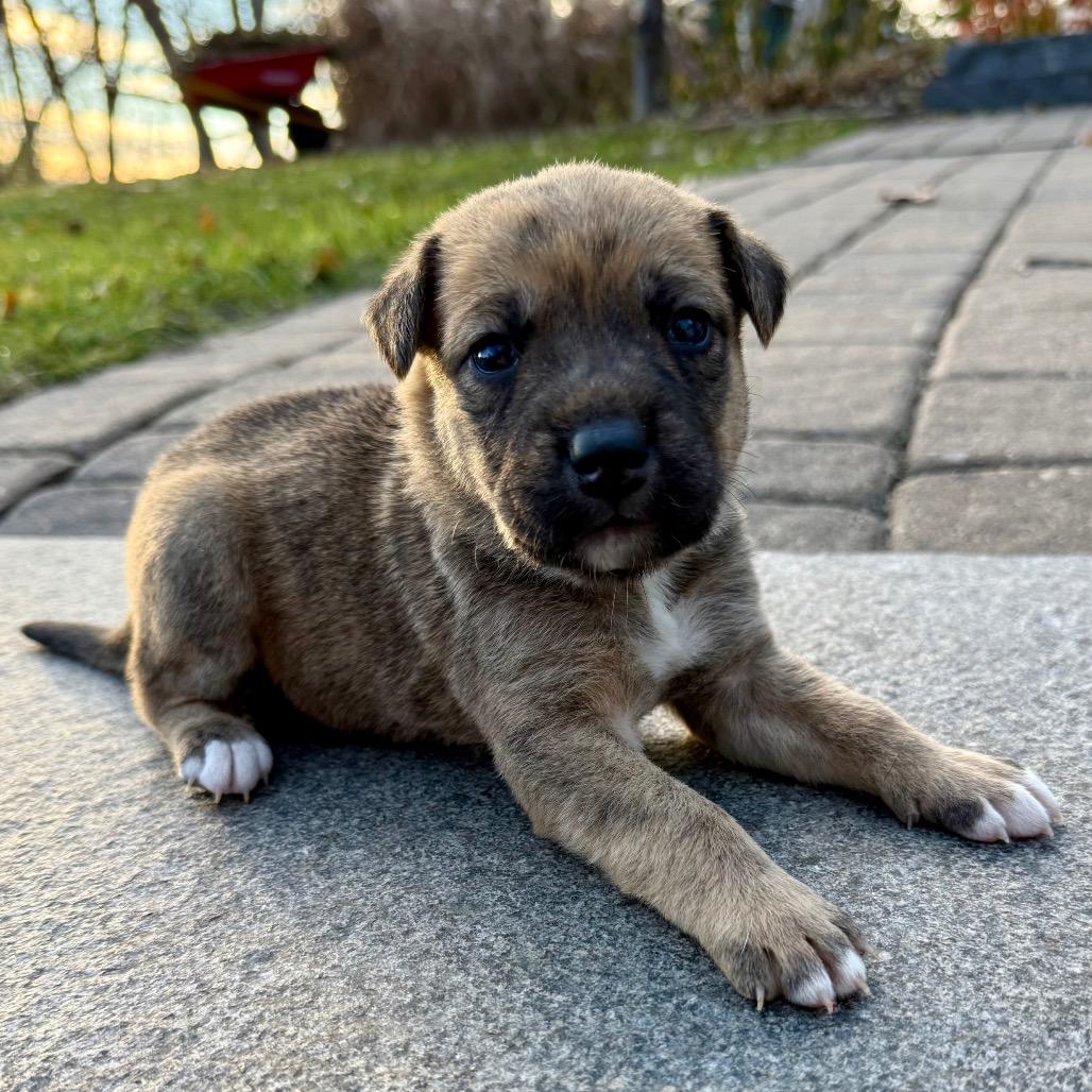 Moon Child, a Adoptable Mixed Breed in Buffalo, MN image 5/6