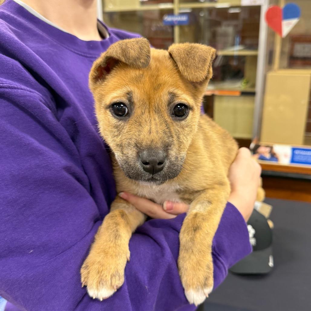 Moon Child, Adoptable, Puppy Female Mixed Breed.