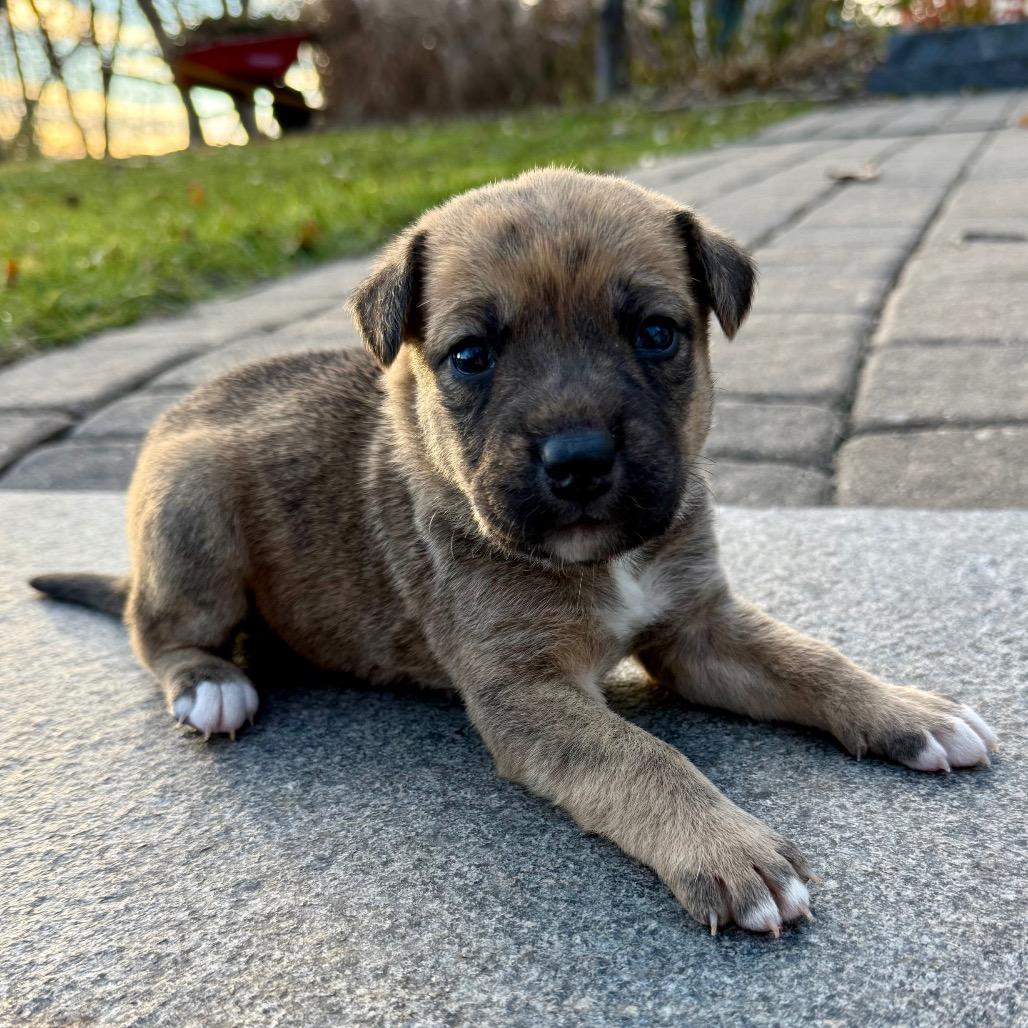 Moon Child, a Adoptable Mixed Breed in Buffalo, MN image 6/6