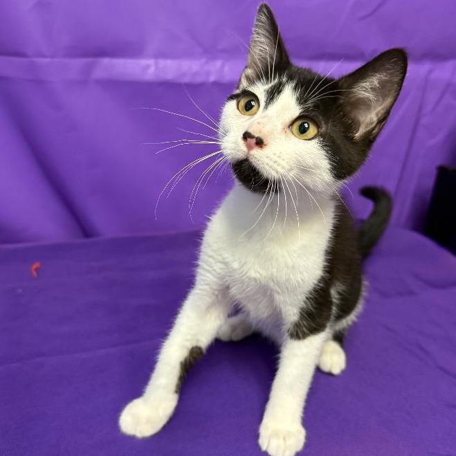 Enlarge Lady Bell, a Adoptable Domestic Short Hair in North Myrtle Beach, SC image 1/1