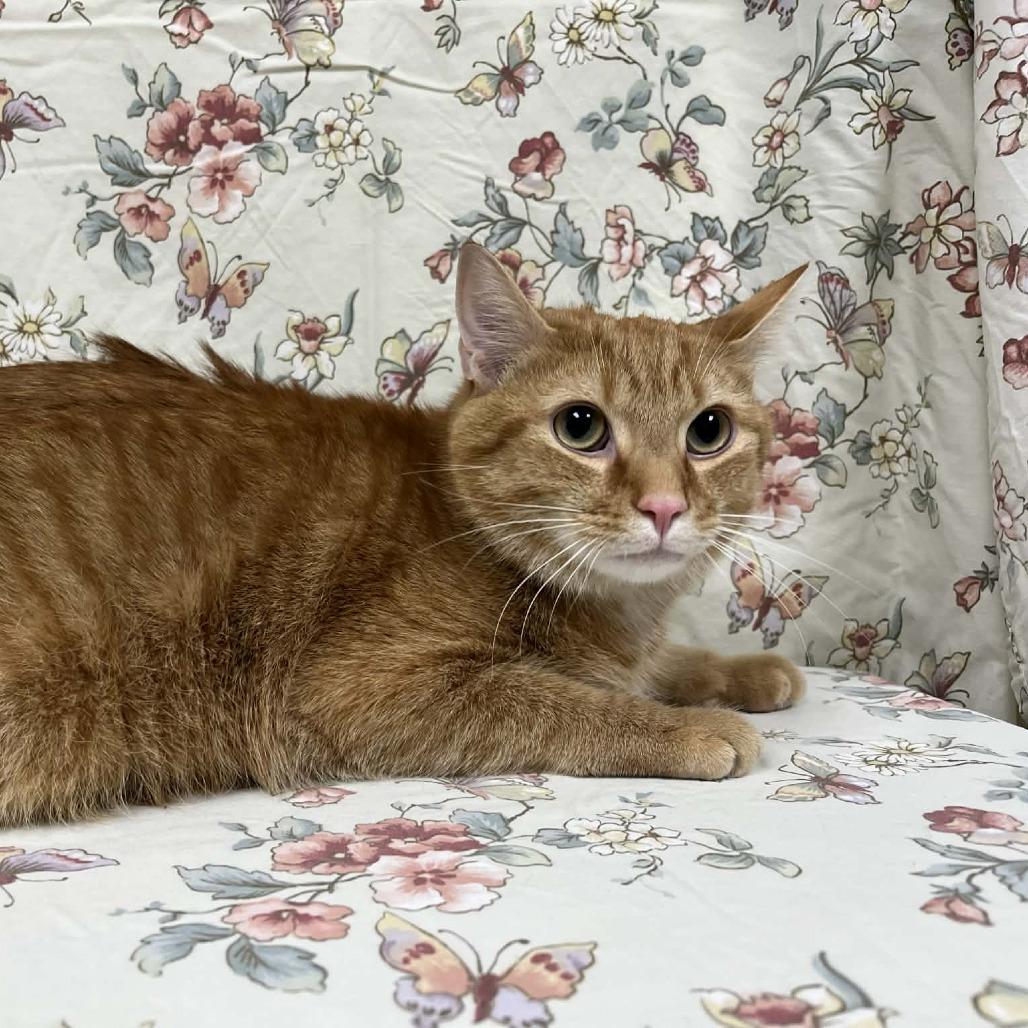 Jaxon — thumbnail 3