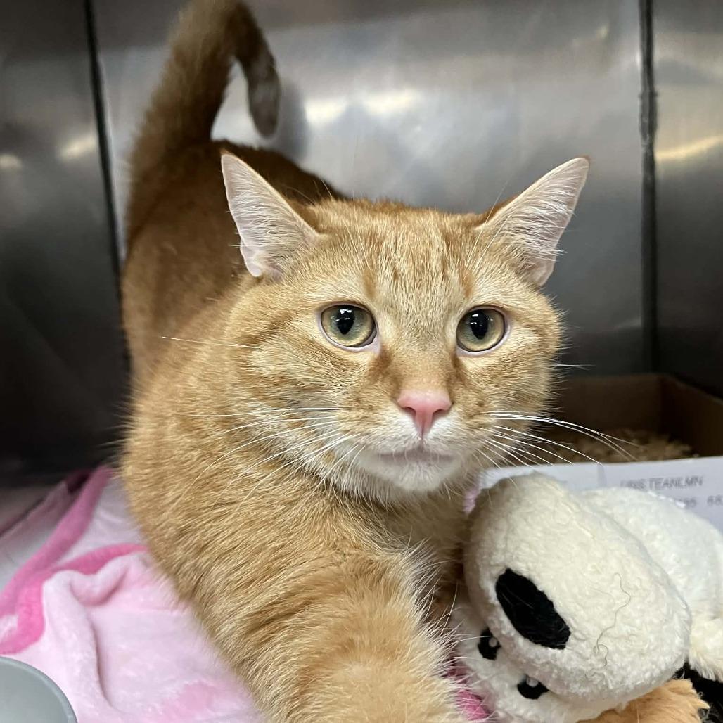 Jaxon — thumbnail 4