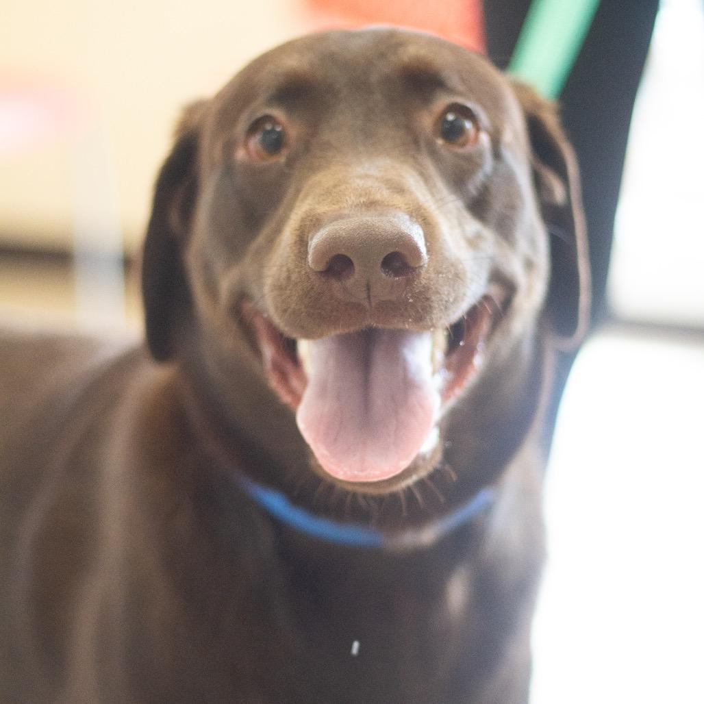 Enlarge Max 22250, a Adoptable Chocolate Labrador Retriever in Cumming, GA image 1/6