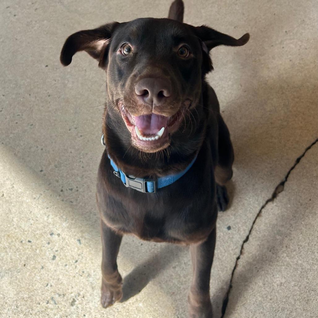 Enlarge Max 22250, a Adoptable Chocolate Labrador Retriever in Cumming, GA image 2/6