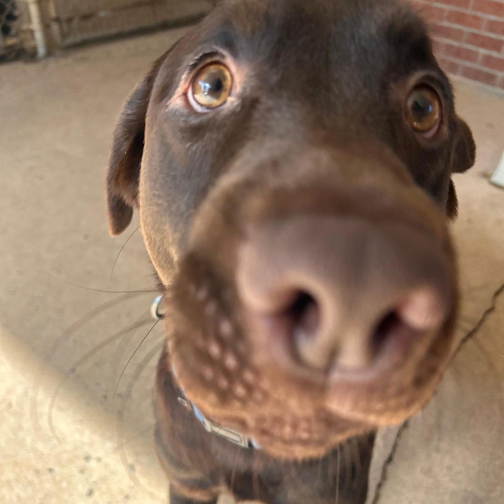 Enlarge Max 22250, a Adoptable Chocolate Labrador Retriever in Cumming, GA image 3/6